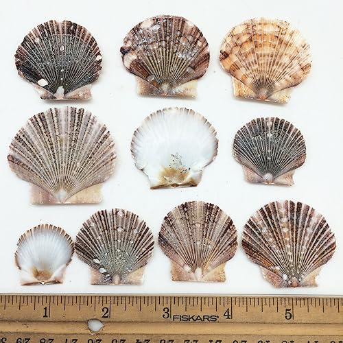 Vista 81 de Conchas marinas Pepperlonely, vieiras de diferentes tamaños