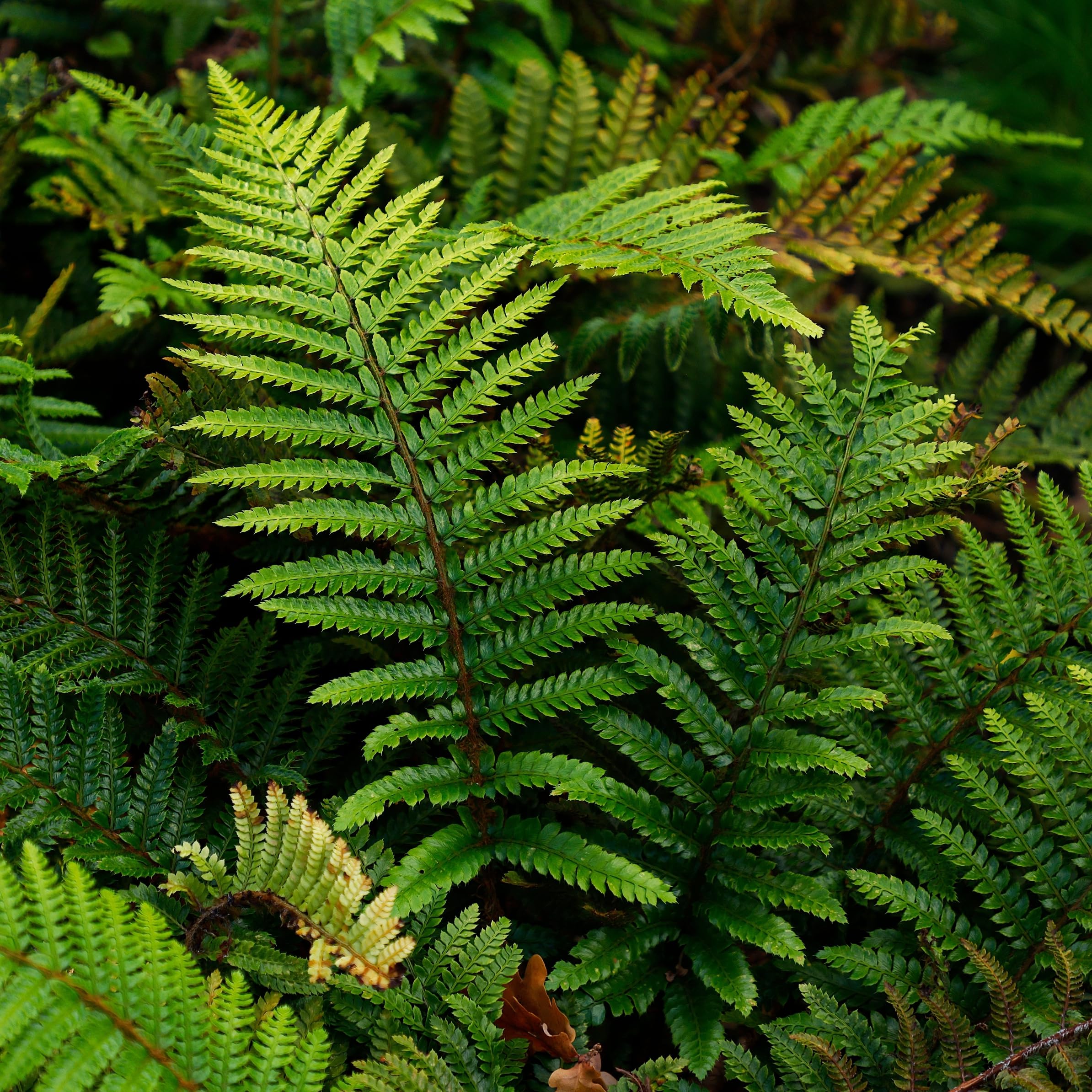 Polystichum polyblepharum - Hardy Mother Shield Fern for Shaded Woodland Gardens 9cm Pot x 2 by Thompson & Morgan