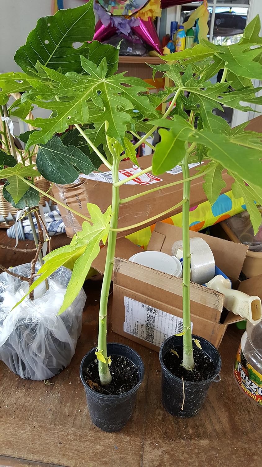 Mexican Papaya - Great Fruit Tree - 8" to 1 Feet Tall - Ship in 4" Pot