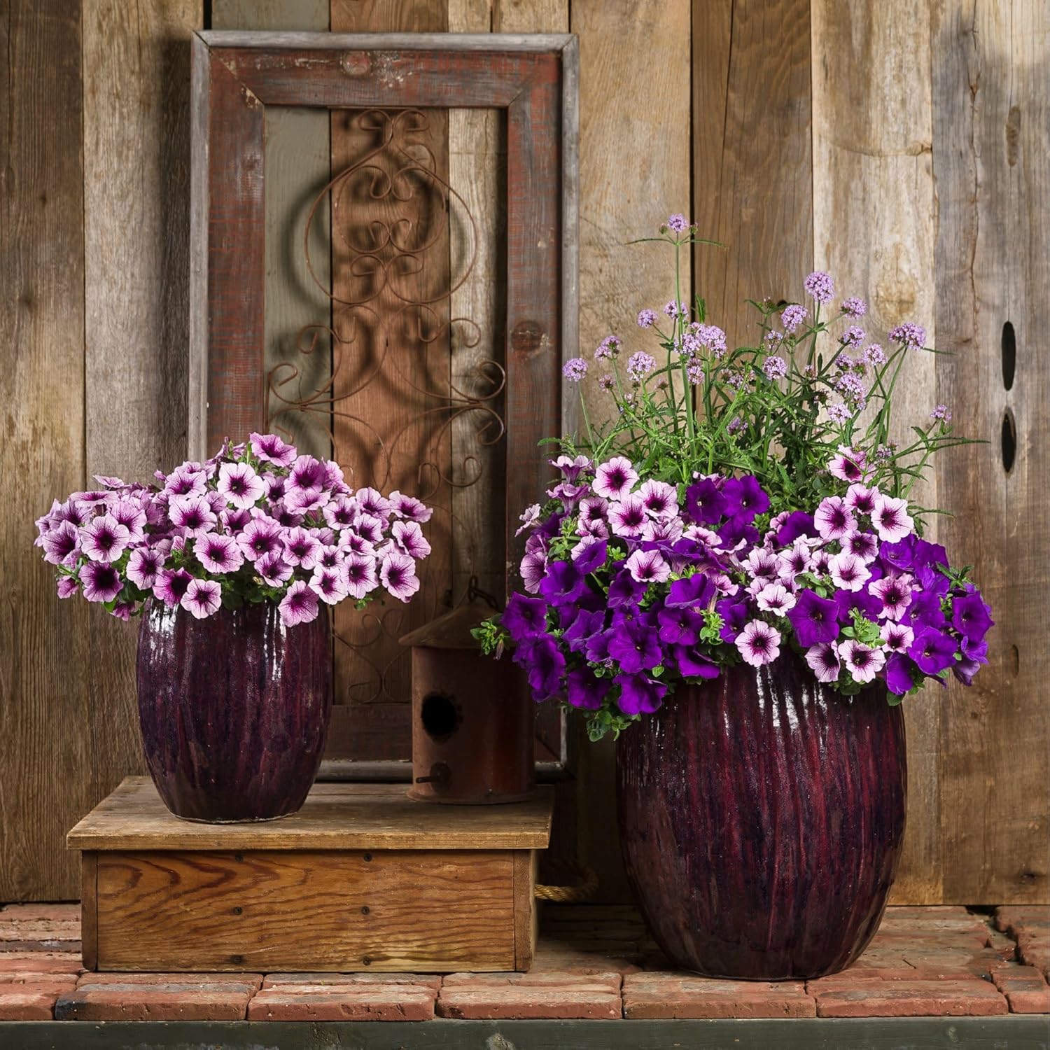 Proven Winners Supertunia Royal Velvet Petunia Live Plant, Eco+ Grande, 4 Pack