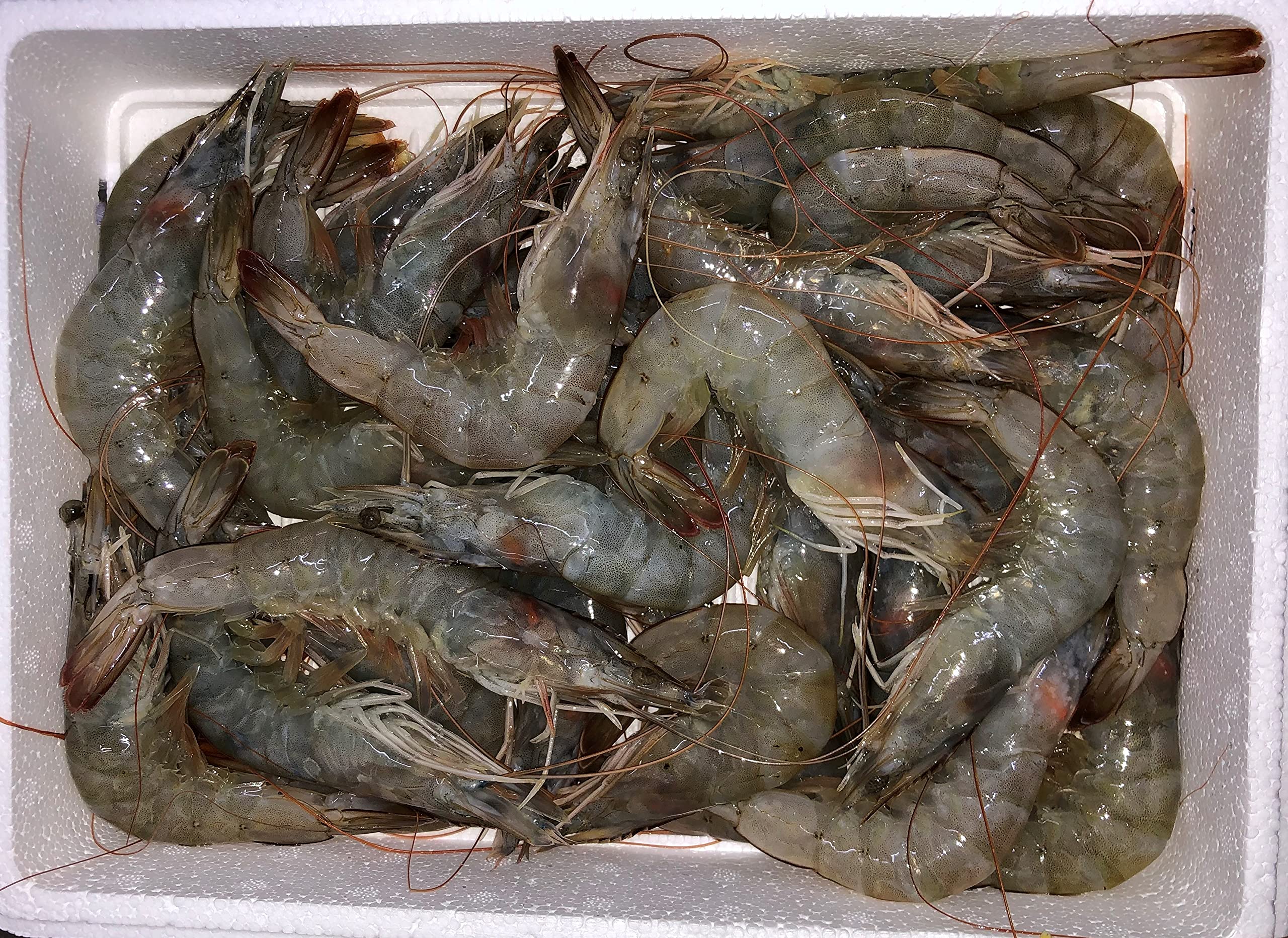 Langostino vannamei congelado 30-40 pz. kg.