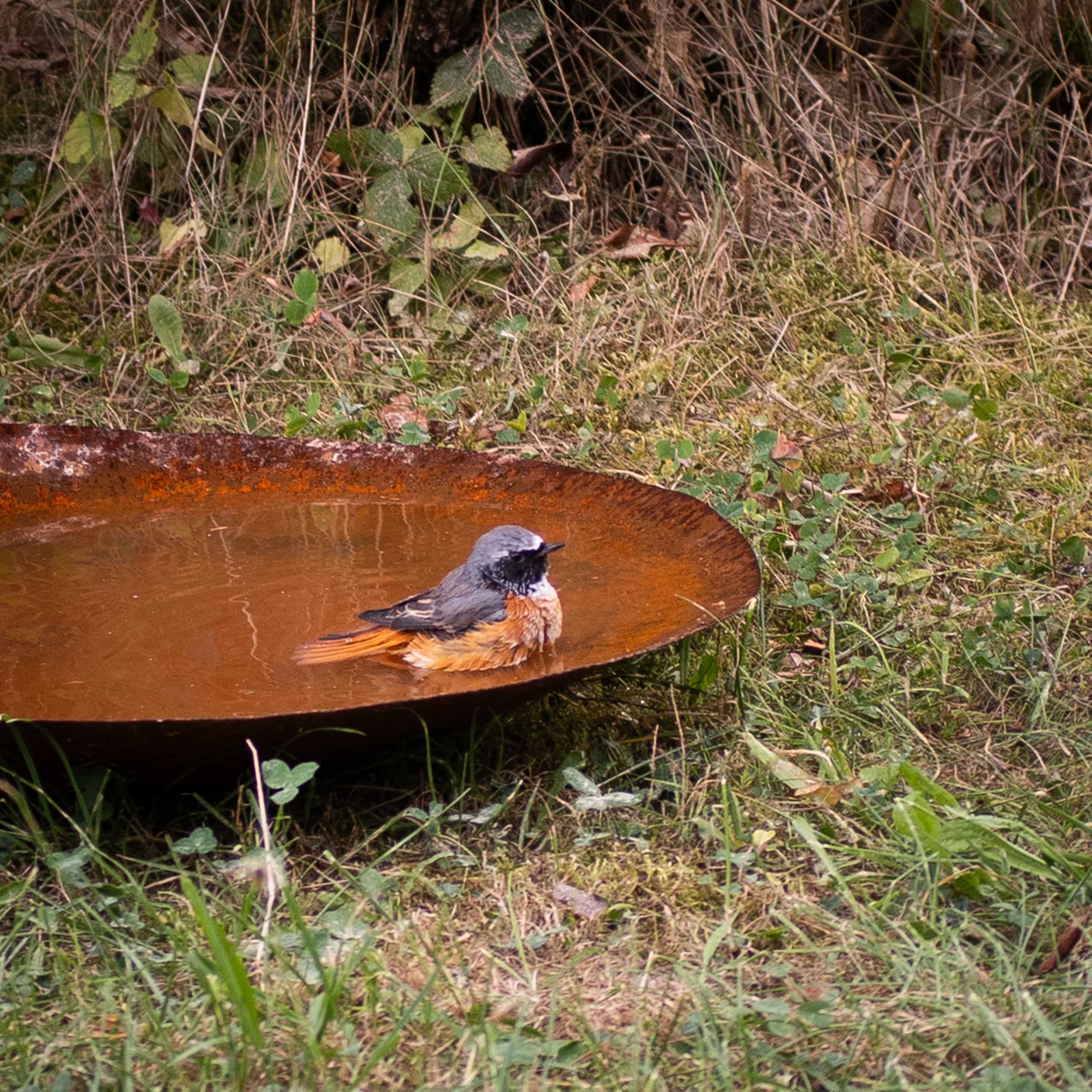 Kapaga - Abreuvoir à oiseaux effet corten - Abreuvoir à oiseaux élégant en métal