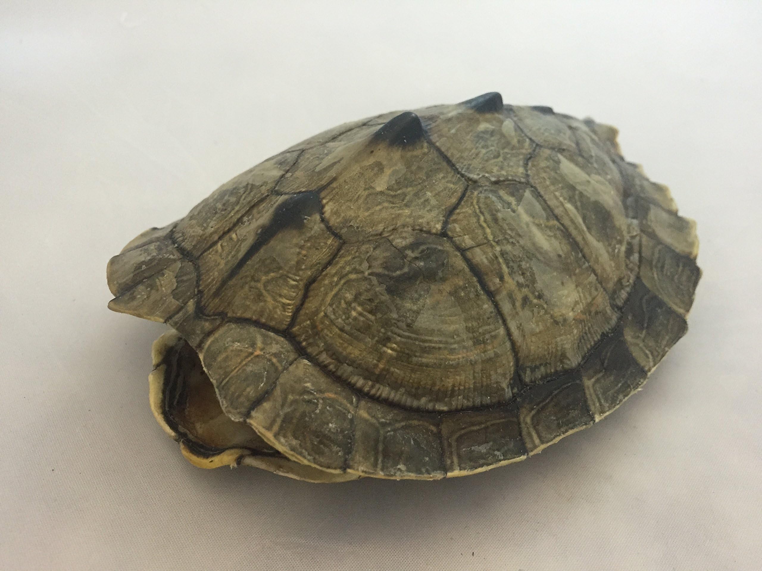 Real Turtle Shell, 5 - 6 inch Map Turtle Shell