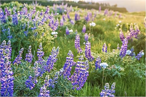Púrpura Flores Silvestres Impresión Sin Marco Naturaleza Fotografía Arte Floral Columbia Río Garganta Flores Pacífico Noroeste Foto
