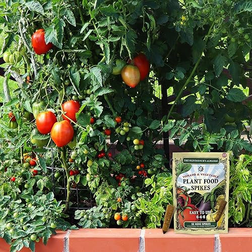 Miniatura 5 de The Old Farmer's Almanac Mini picos de tomate y vegetales, NPK 6-4-6 para alimentación continua y cosechas abundantes (24 mini picos)