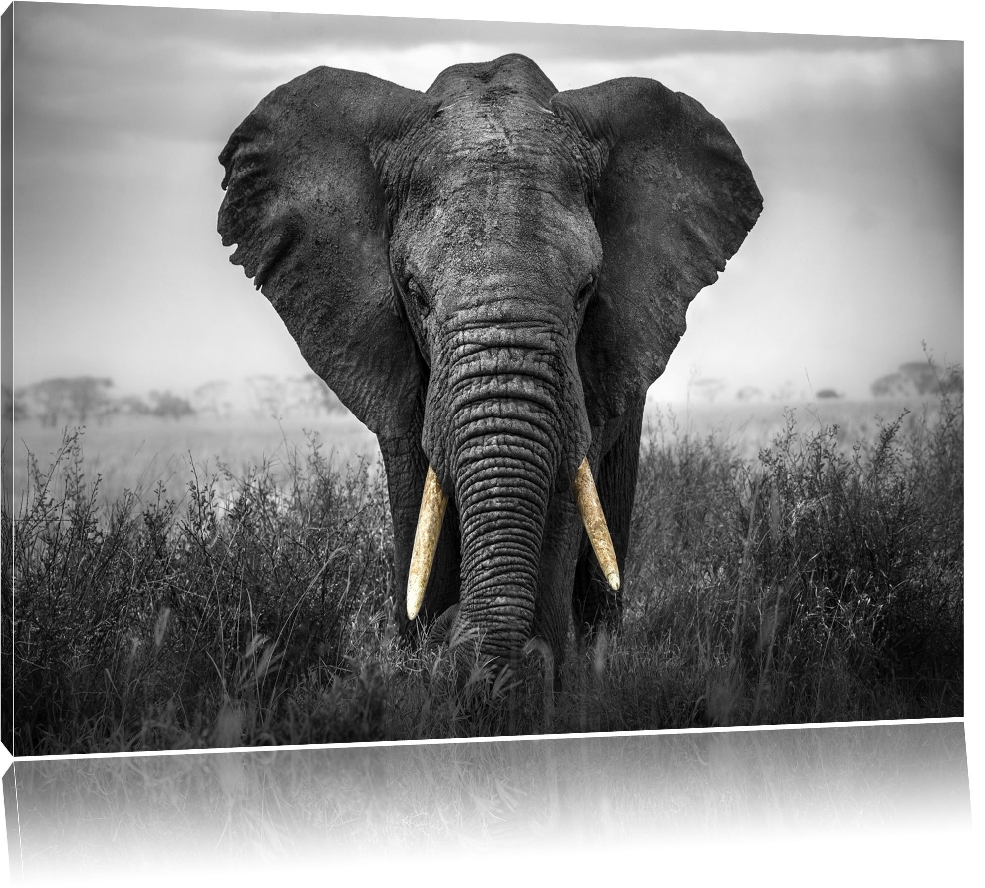 Toile éléphant noir et blanc Pixxprint 100x70 cm pour décoration murale