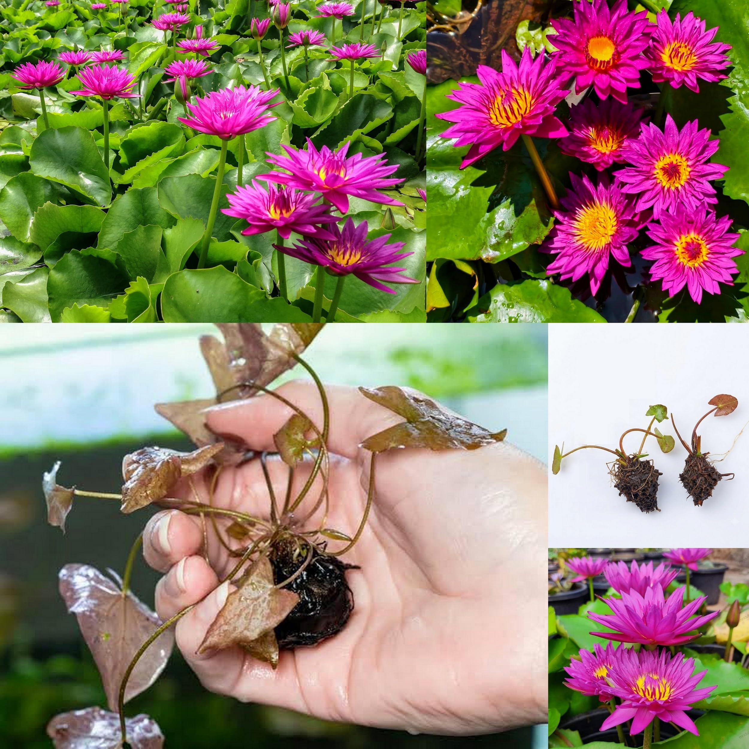 Bulls Eye Tropical Water Lily Sprouted Tuber/Bulb | Sprouted Bulb | Aquatic Plant for Ponds, Gardens | Pure Tropical | Flowers in all indian Climates | Red Flowers-image-34