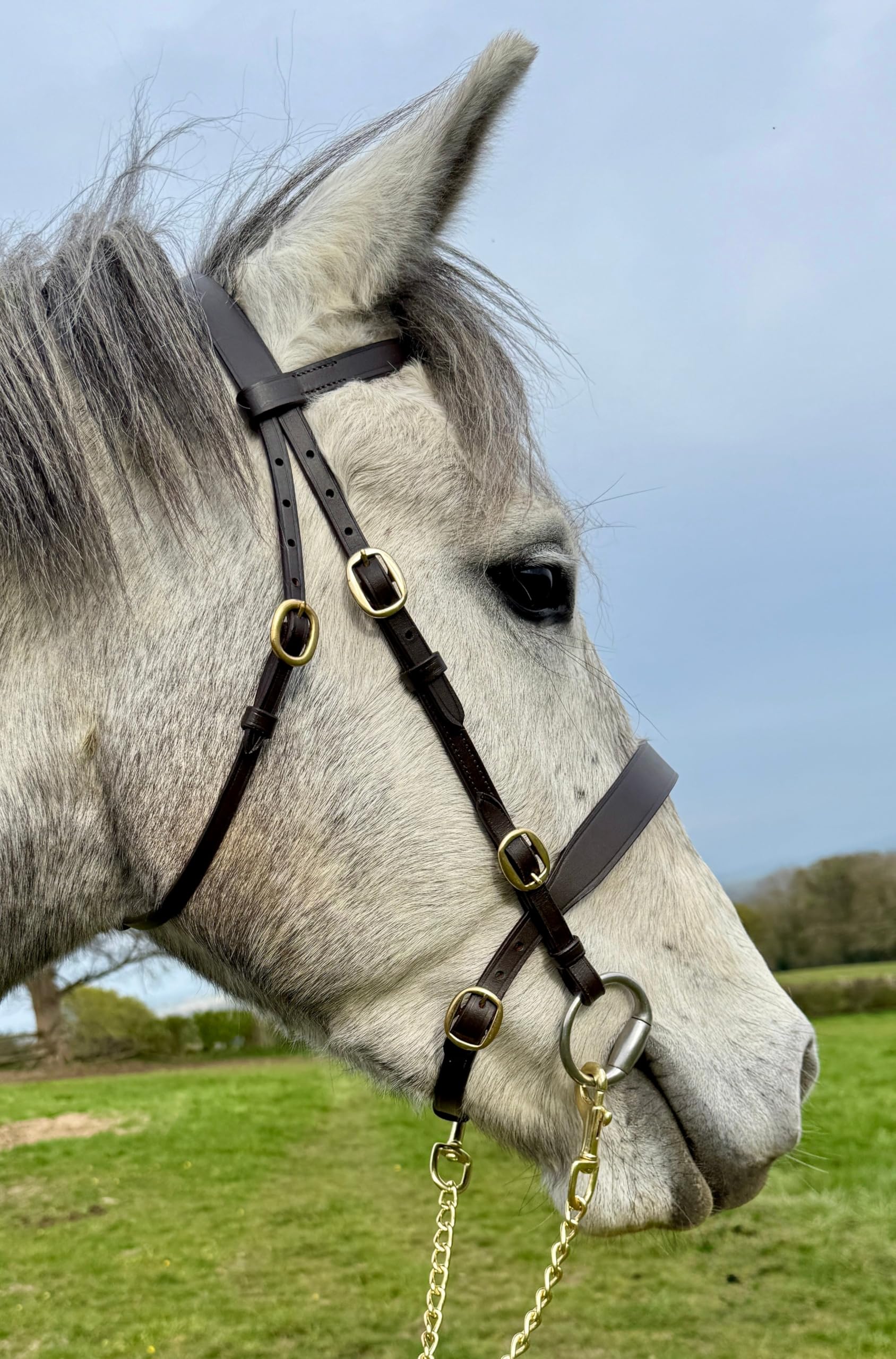Flat Hunter In-Hand Show Bridle M&M/Native/Shetland/Cob/Show - All Sizes Pony
