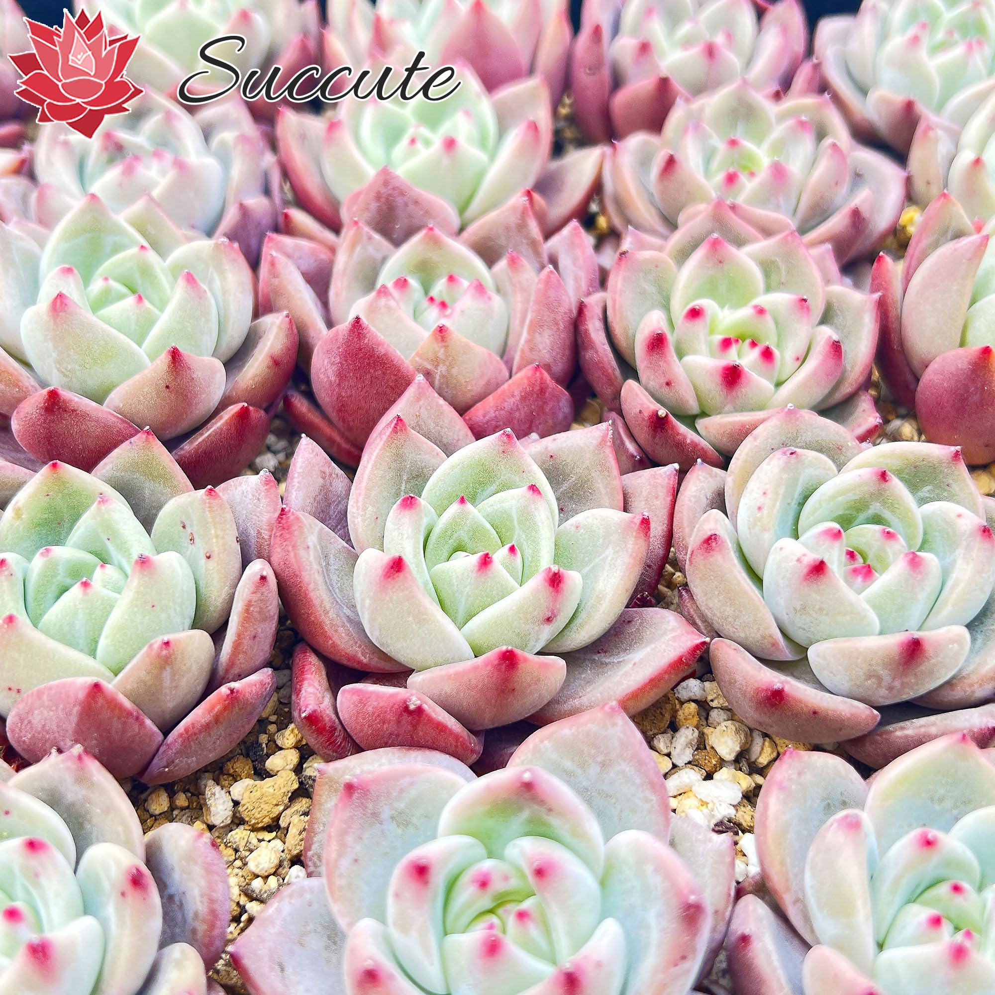 Amazon.co.jp: 【Succute】エケベリア 多肉植物 韓国カット苗（発根