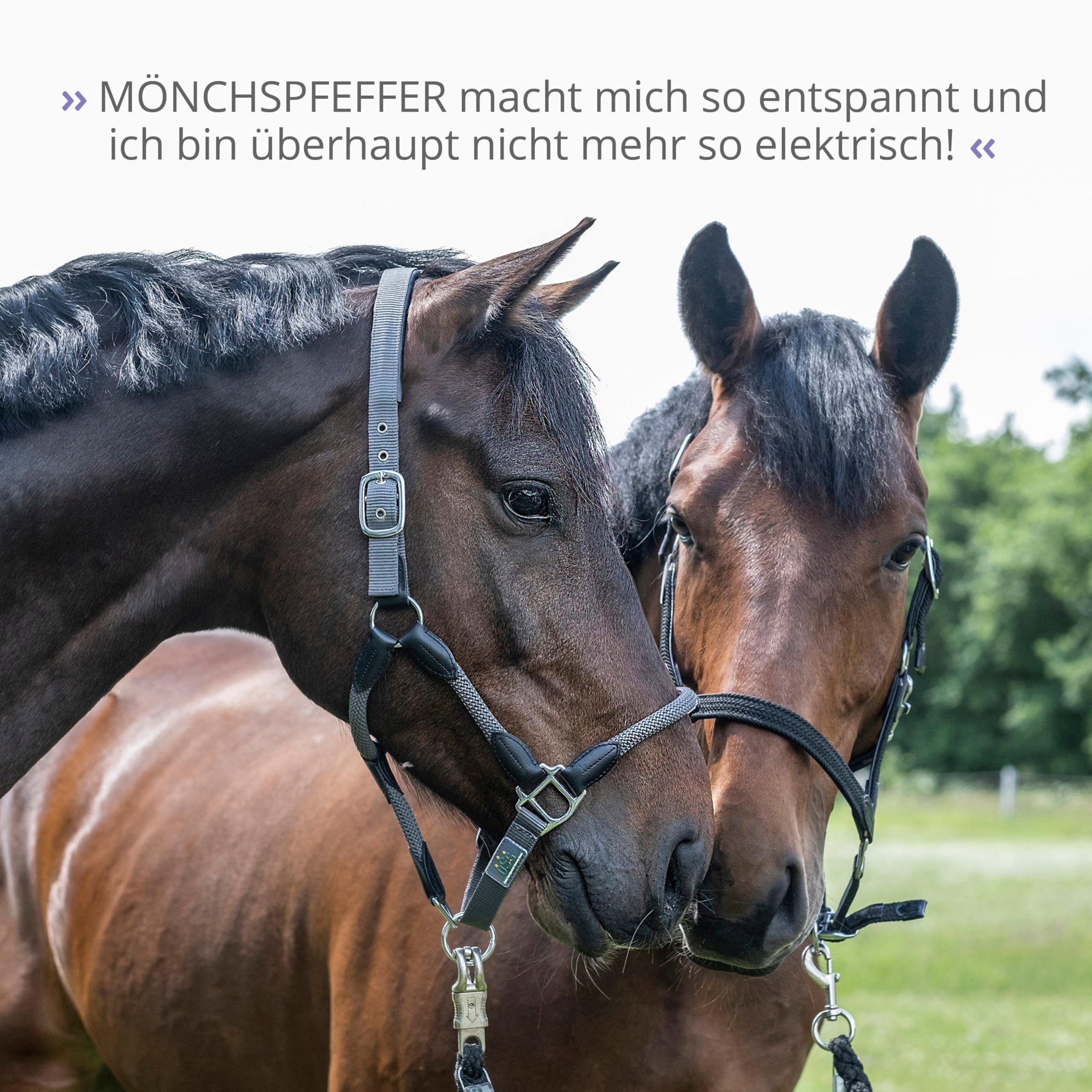 STRÖH Pimienta monje para caballos (1 l líquido en botella dosificadora) • Para un equilibrio hormonal estable en caballos • Especialmente adecuado para yeguas, sementales y castrados sementales •