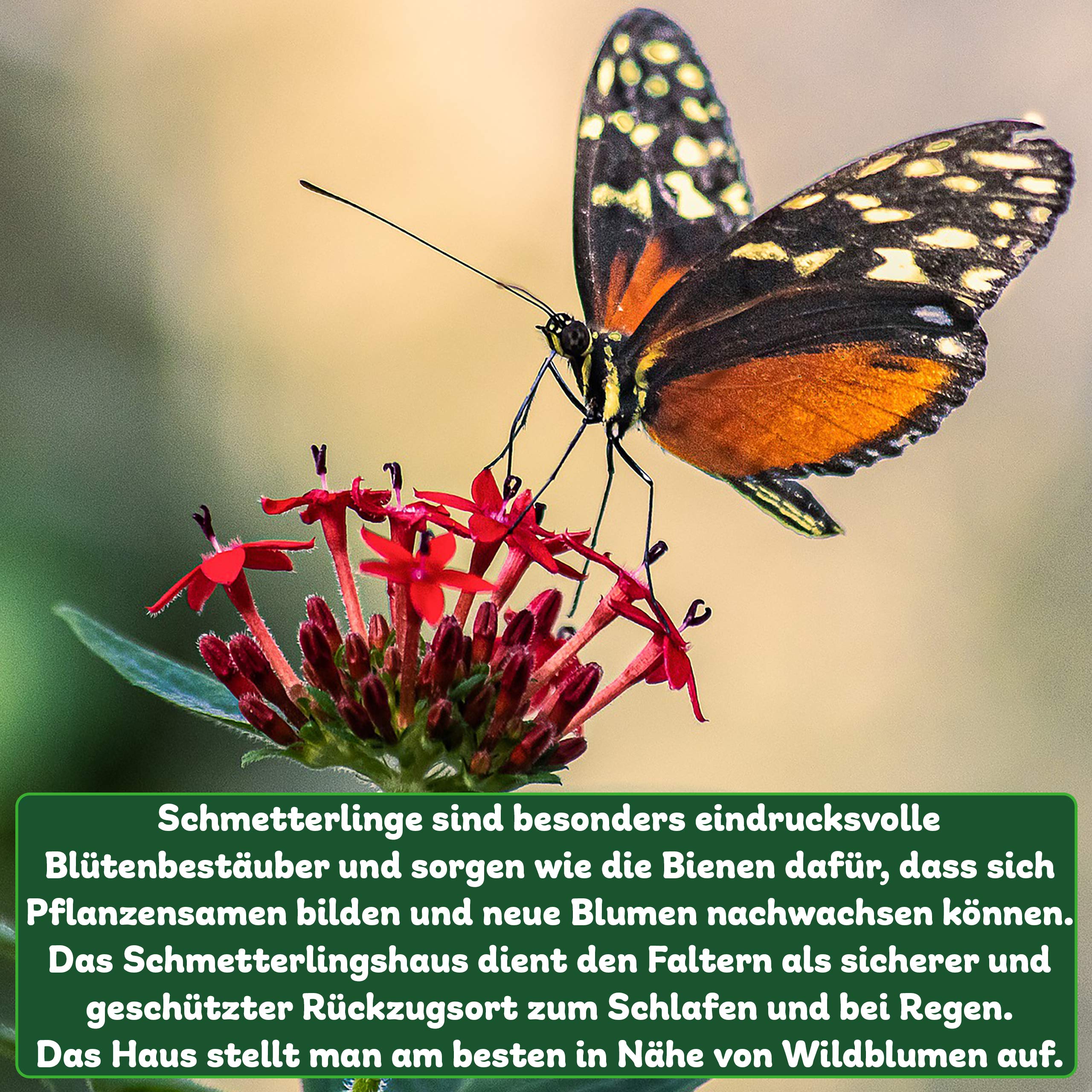 ERDENFREUND® Schmetterlingshaus 100% splitterfrei für zarte Schmetterlingsflügel Schmetterlingshotel schützt vor Feinden & Unwetter bei Ruhepausen