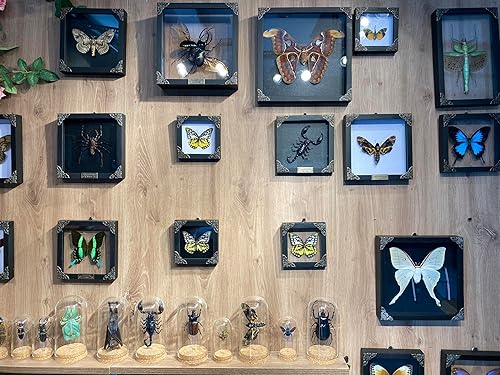 Miniatura 3 de 2 marcos negros de mariposa amarilla escorpión real, caja de sombra seca de insectos muertos, rareza de madera, marco, espécimen de taxidermia,