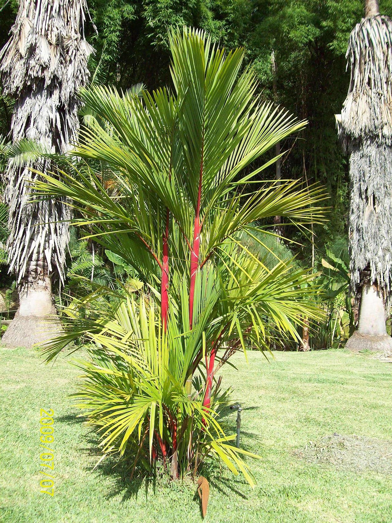 S. D ENTERPRISE Organic Best Red Sealing Wax Palm/Lipstick Palm Live Plant-image-16