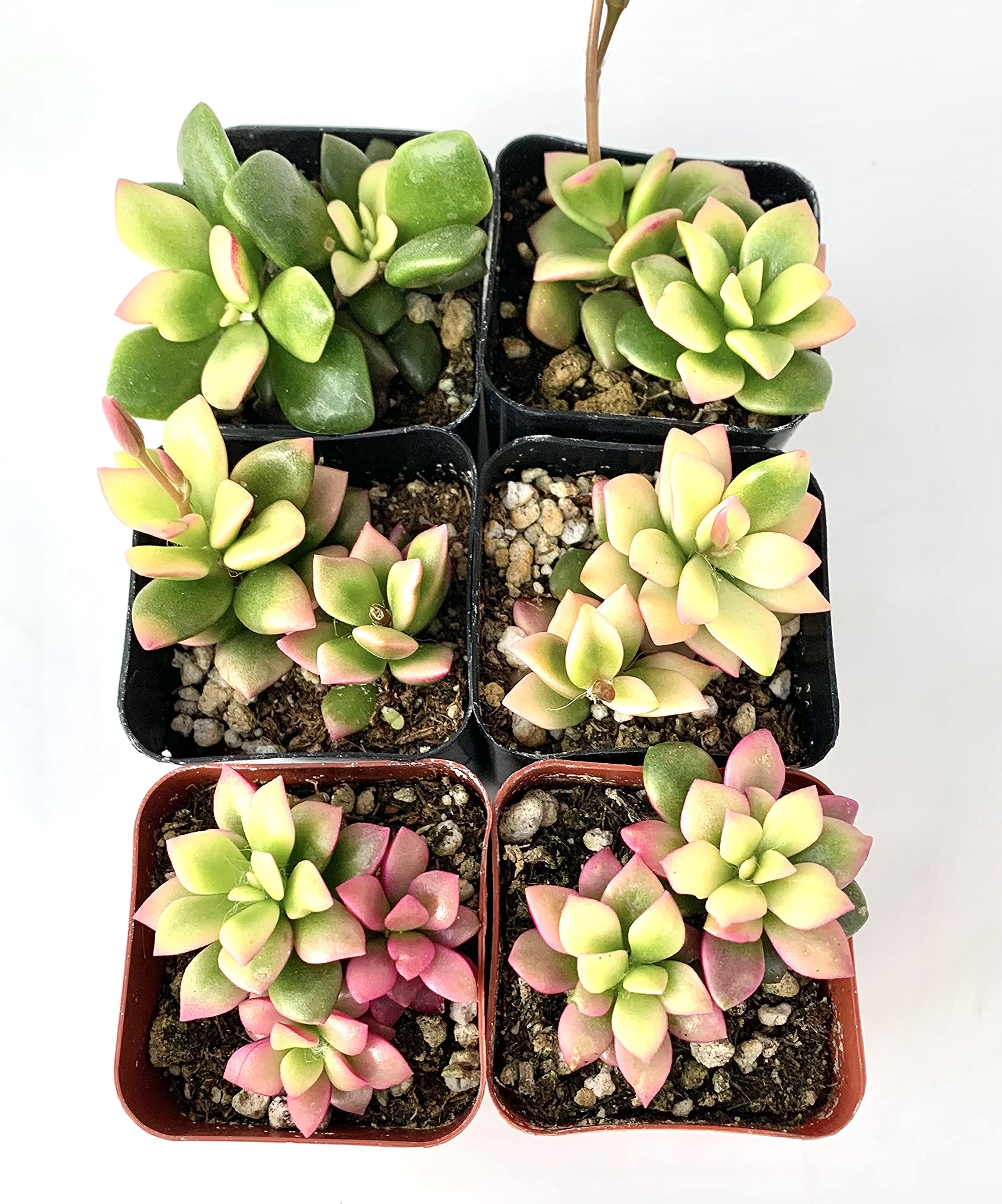 brown planter pot Panterra Oval Planters