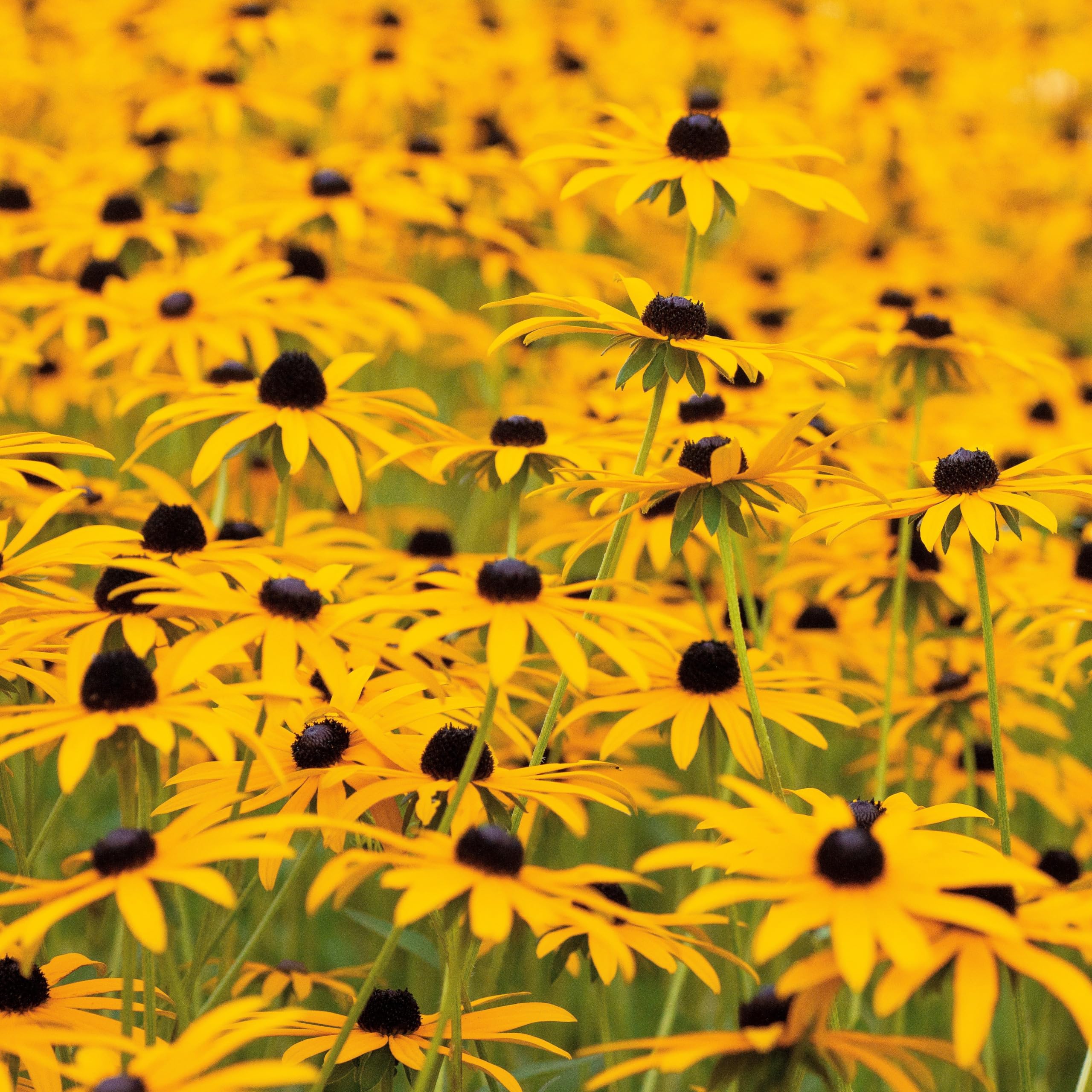 Gelber Sonnenhut (Rudbeckia hirta) Samen. Arznei- & Heilpflanze (20000 Samen = 40,0g)