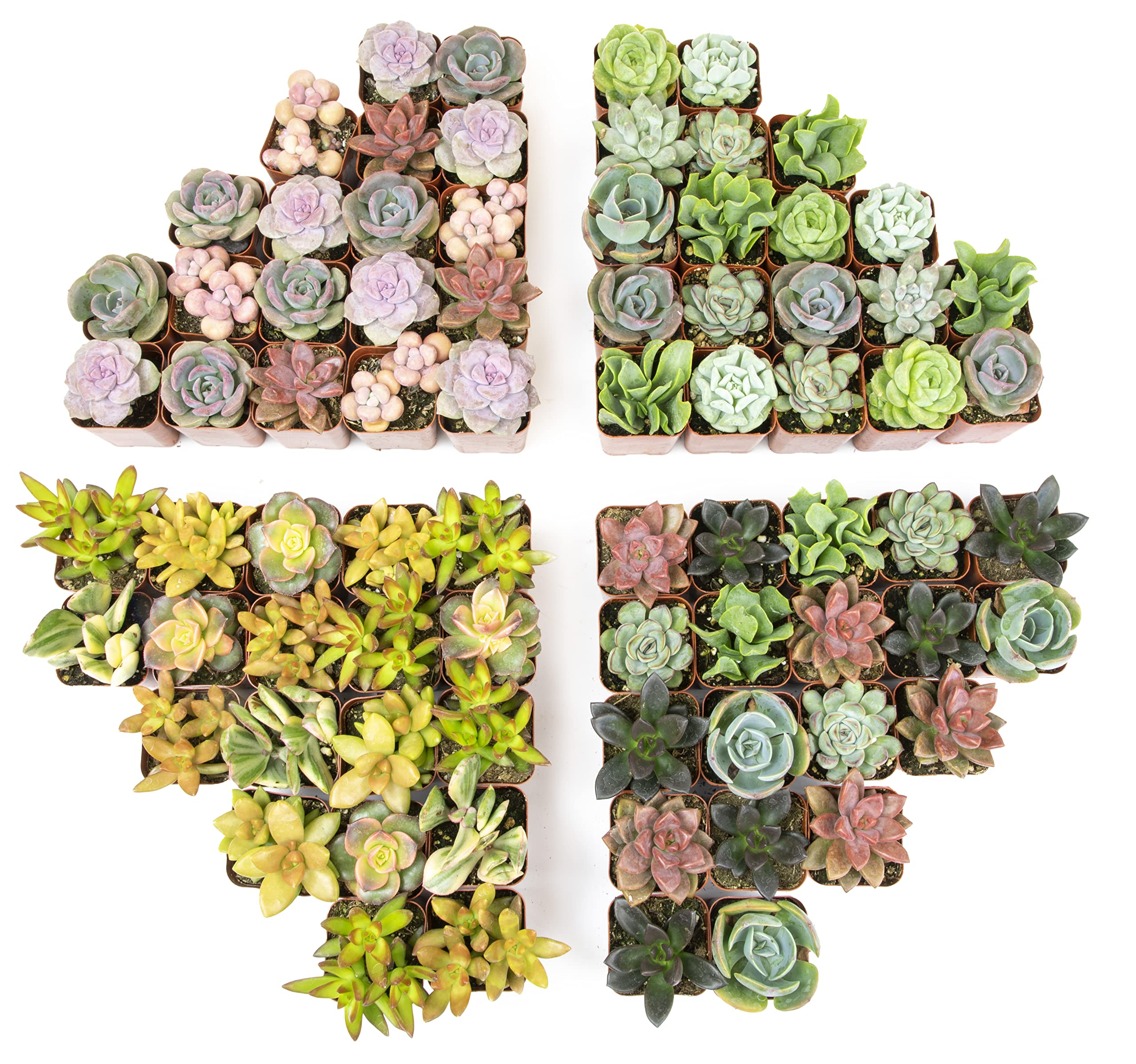 Plants for Pets 50-Pack Bulk Tray