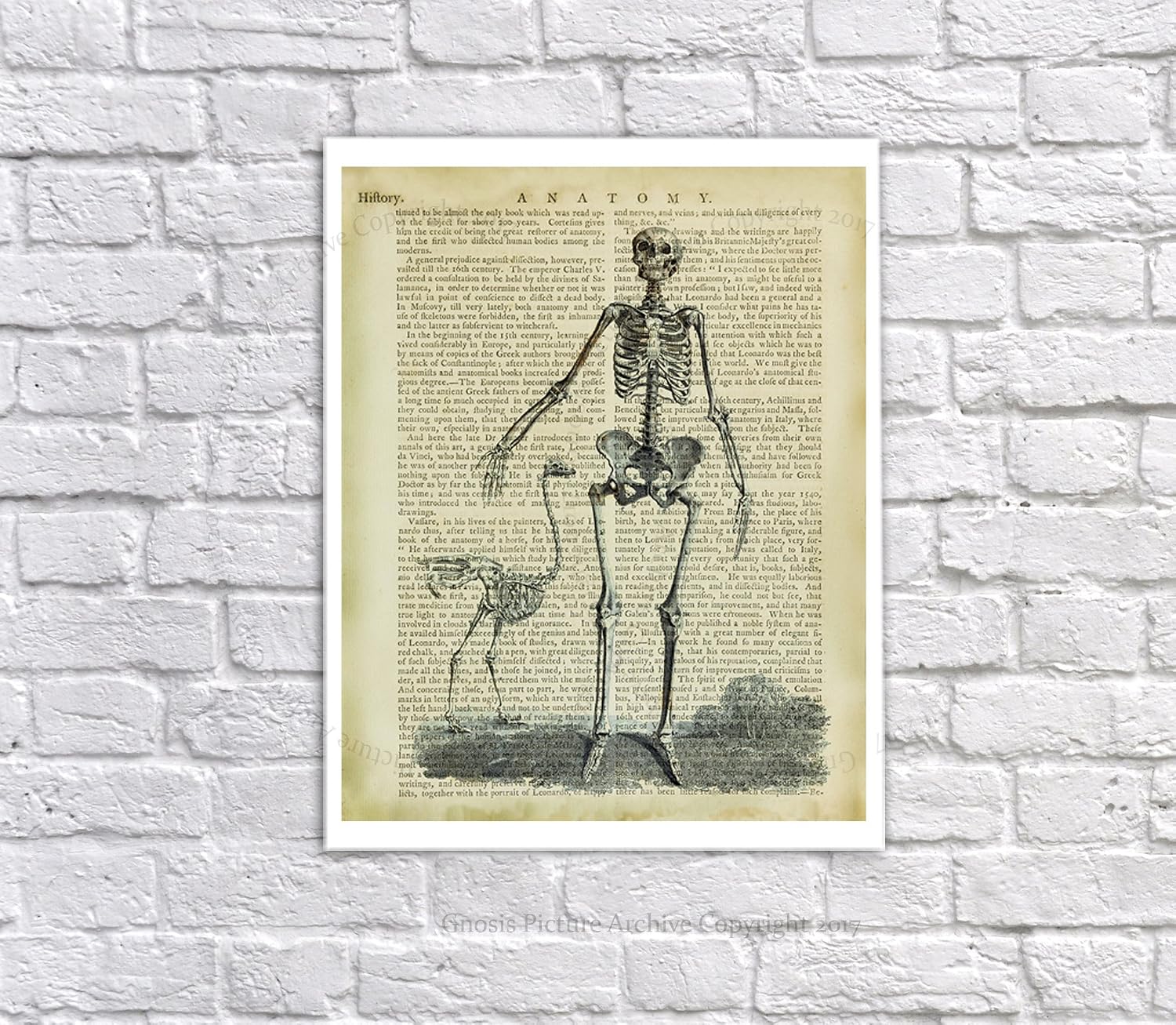 Gnosis Picture Archive Halloween Decor set of 4 Unframed Vintage Anatomy Skeleton Wall Art Decor Skeleton_Bookart4A