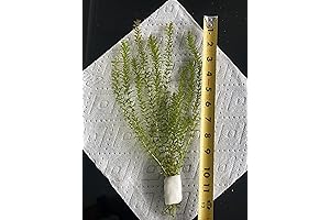 Elodea Live Plant for Science Lab: Enriching Aquatic Ecosystems with Vitality and Knowledge