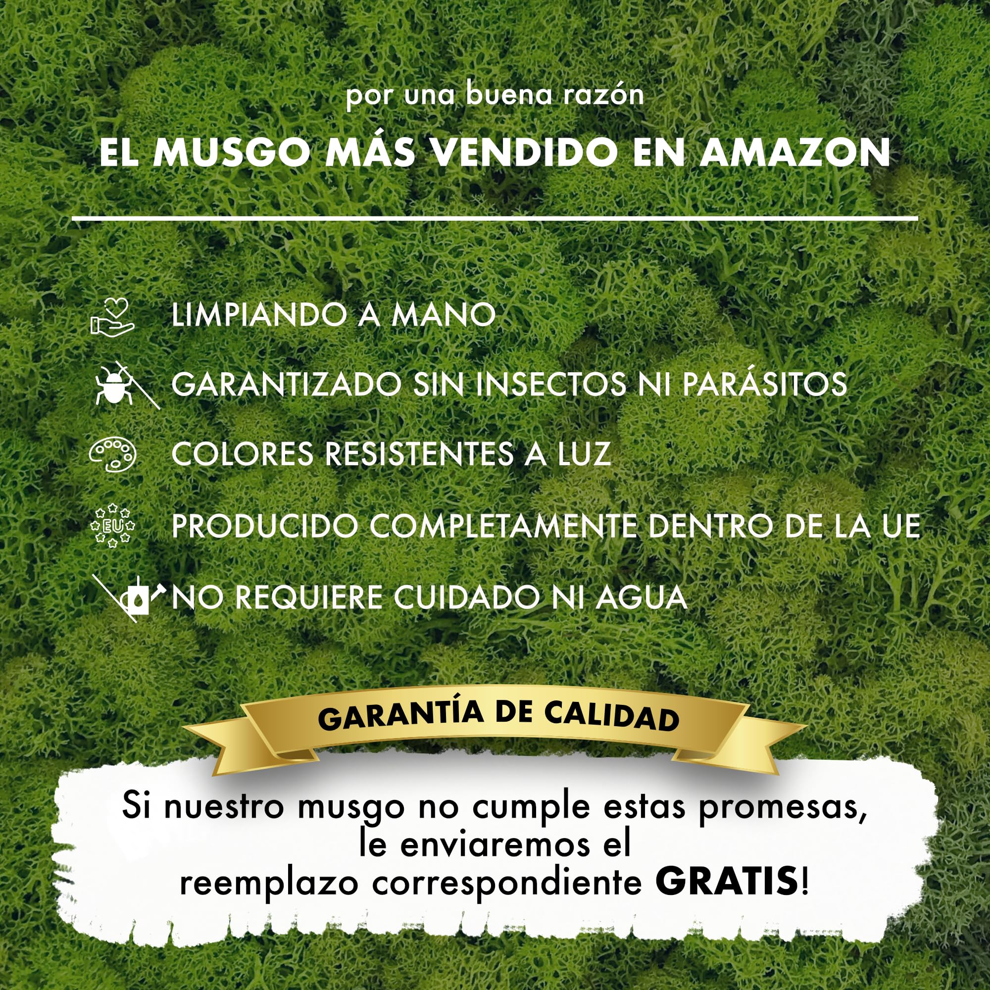 GJS Musgo islandés Natural conservado – auténtico Musgo Decorativo en 200g/500g/1kg/4kg para Cuadros, Manualidades, decoración y terrarios (Verde Claro, 4kg)