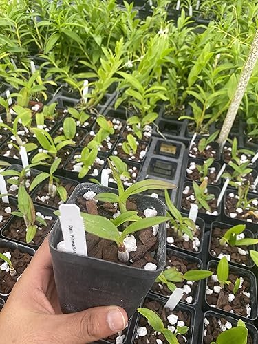 Miniatura 2 de Dendrobium Pinwattana viene en maceta de 4"