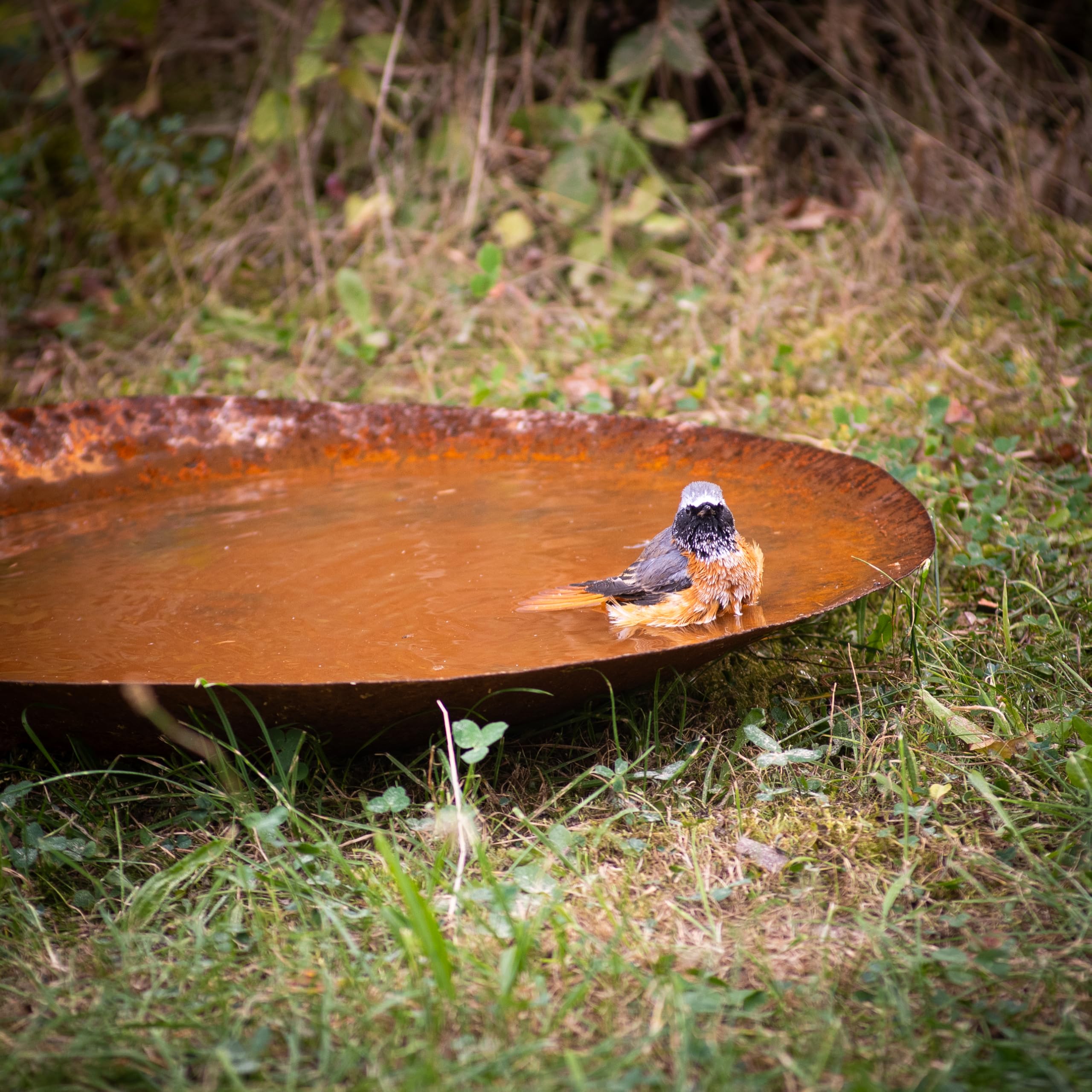 Kapaga - Abreuvoir à oiseaux effet corten - Abreuvoir à oiseaux élégant en métal
