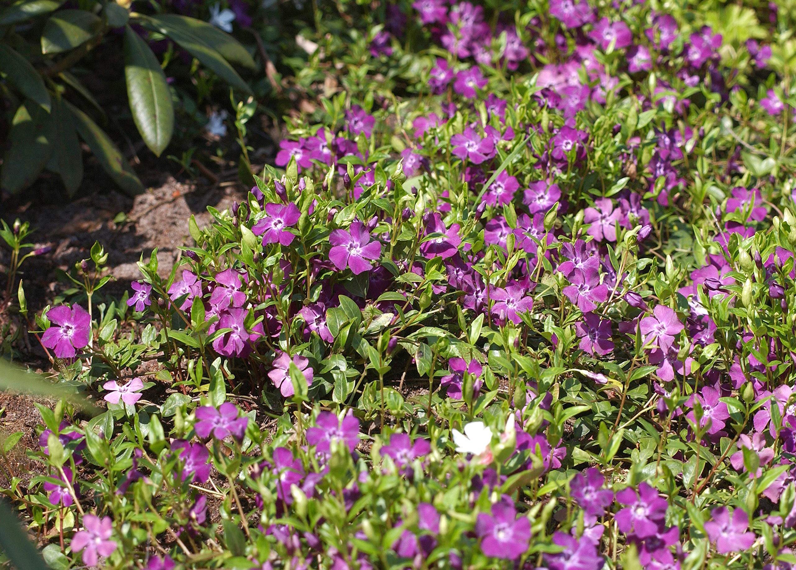 Kleines Immergrün Vinca minor Rubra 100 Stück Bodendecker winterhart | 100 Stück, dichter Bodendecker, blühend, robust, für sonnige und halbschattige Flächen, ideal zur Flächenbegrünung