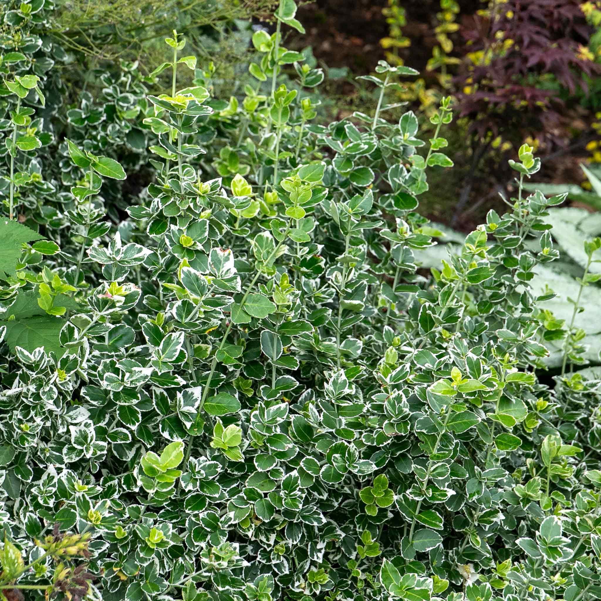 Euonymus fortunei 'Emerald Gaiety' - Variegated Evergreen Groundcover Shrub, Hardy for Sun or Part Shade 9cm Plant