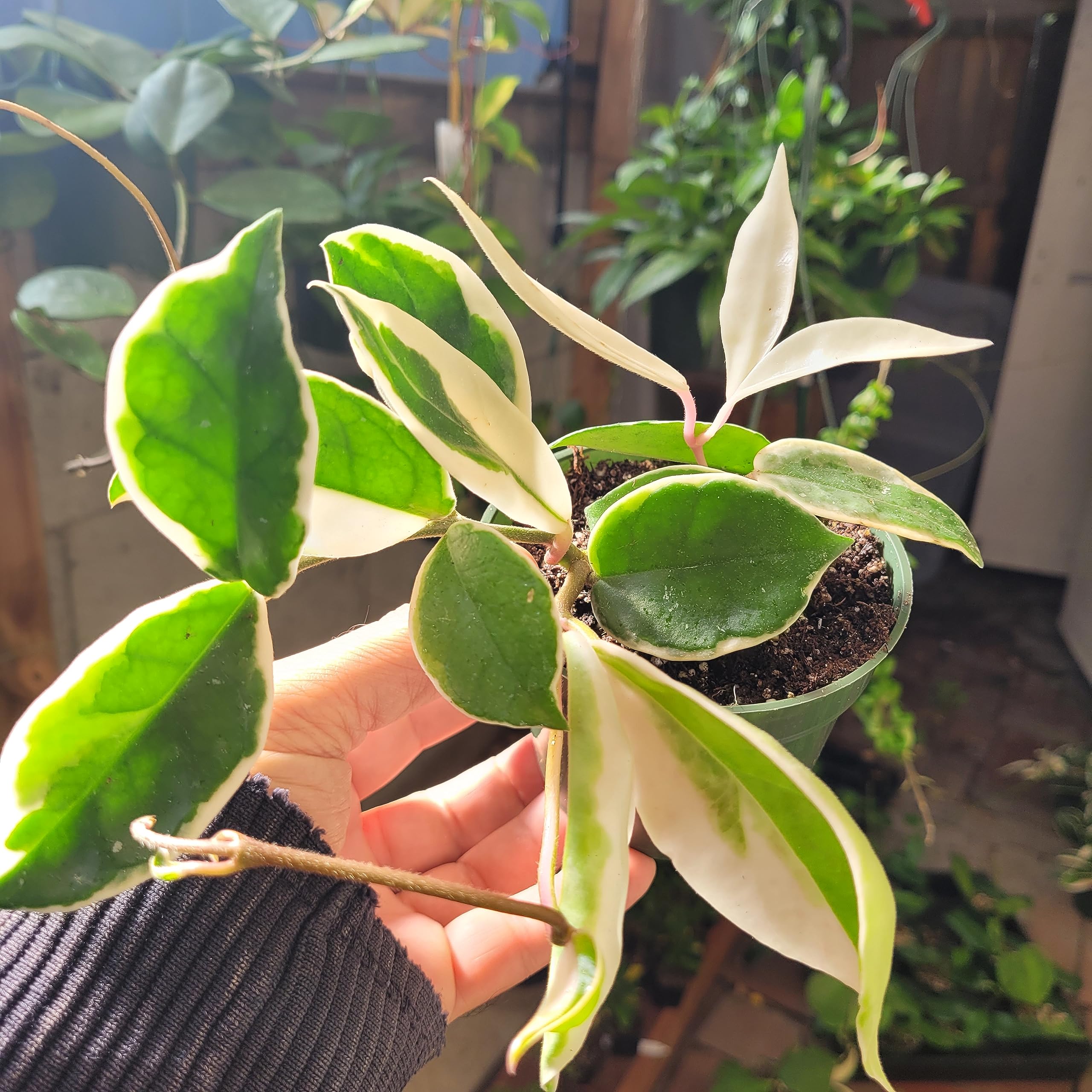 Amazon.com : Hoya Carnosa Krimson Queen Variegated Assorted Colors