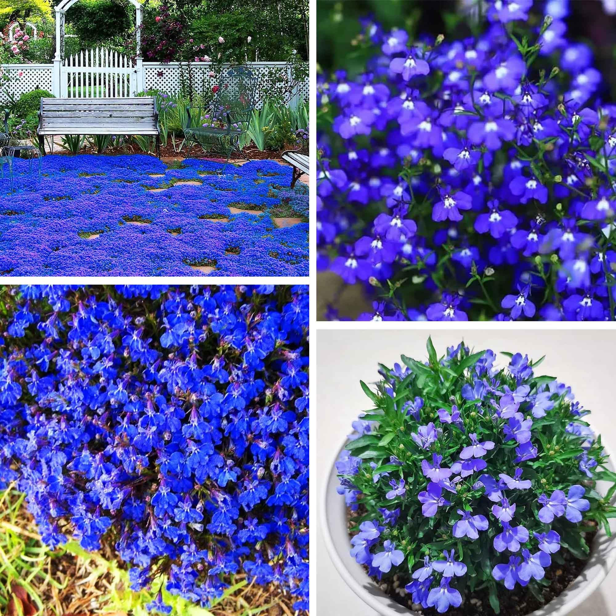 15000+ Blue Magic Creeping Thyme Seeds for Planting Ground Cover Plants Heirloom Flowers Perennial Thyme Non-GMO Thymus Serpyllum Seed