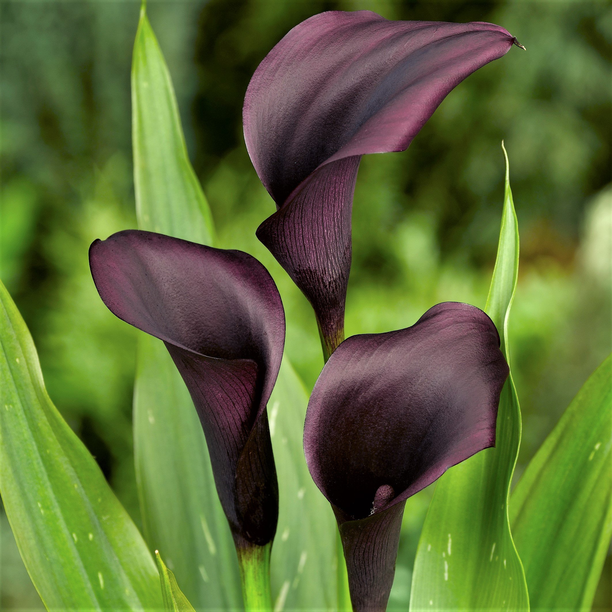 Easy to Grow Calla Lily Odessa 3 Bulbs