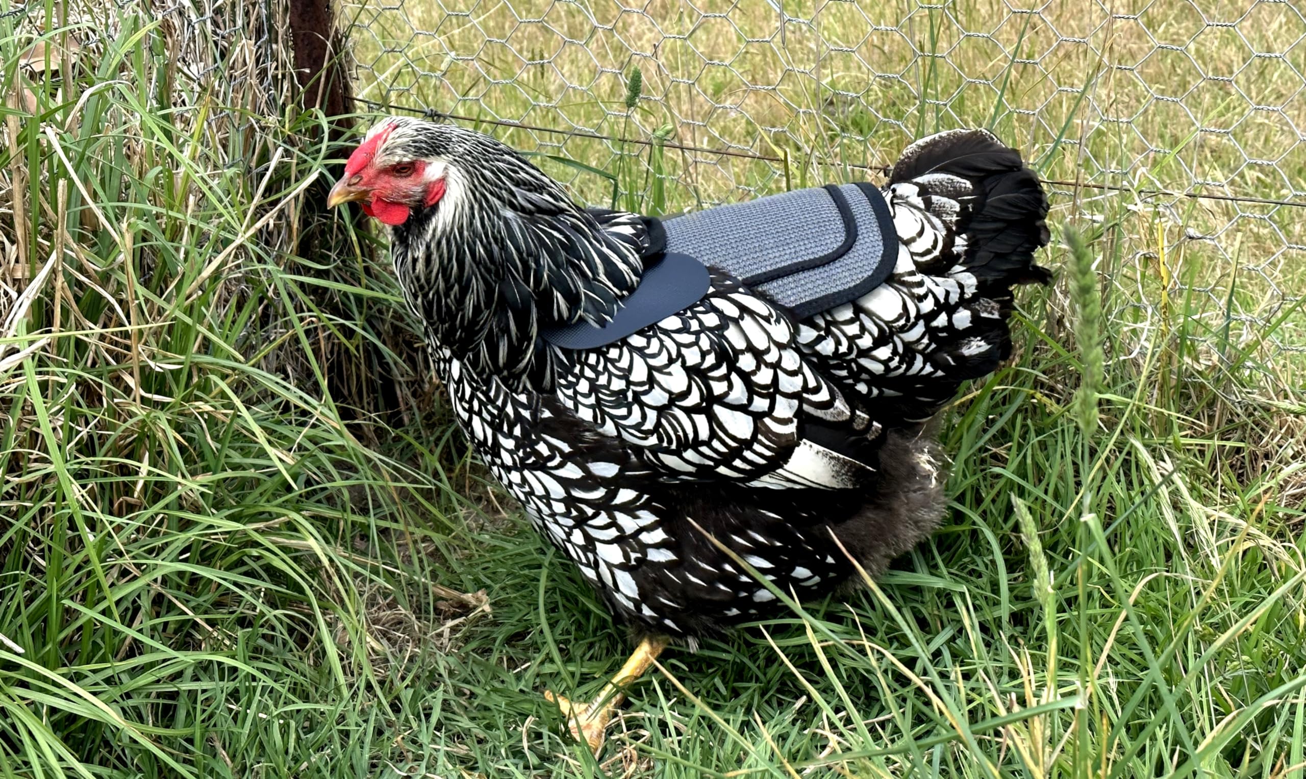 DOWN UNDER OUTDOORS Selle de poulet de qualité supérieure, sangles réglables pour s'adapter aux poules moyennes et grandes, protection de volaille, tablier, fournitures, produits et équipements, y