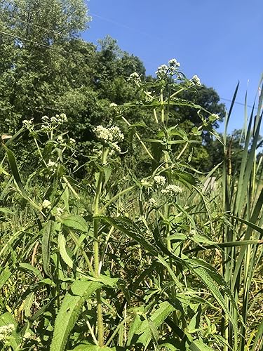 Miniatura 5 de Planta Boneset (Eupatorium perfoliatum) Maceta de 2.5 pulgadas