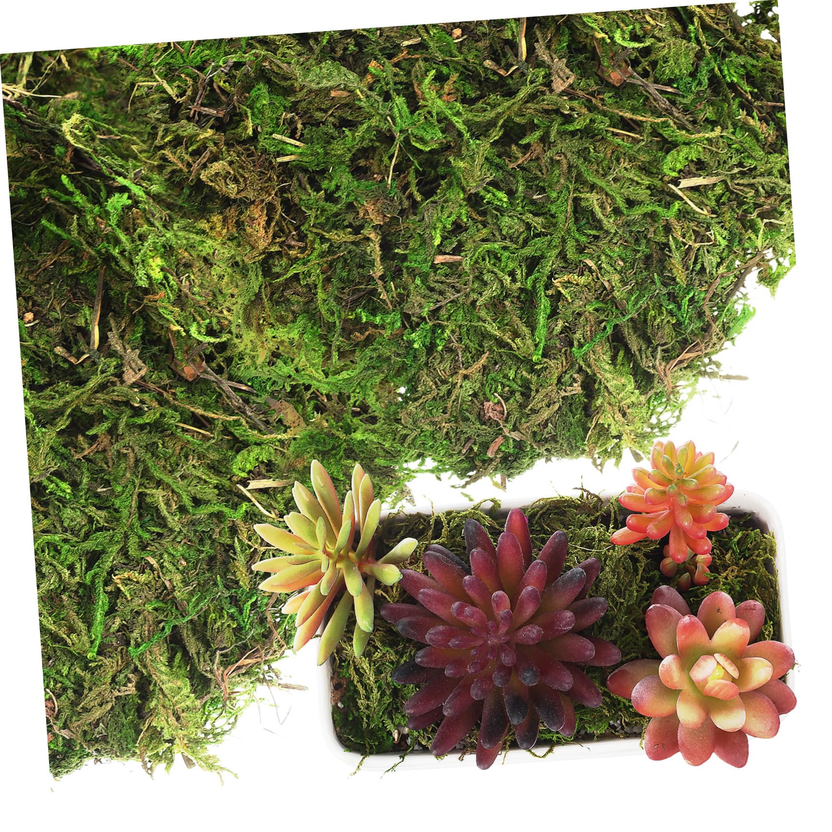 MAGICLULU 5 Piezas Musgo Teñido De Verde Musgo De Bricolaje Falso Verde Artificial Plantas Artificiales Preservado De Jardín De Hadas Plantas Falsas Helecho Flor Preservada