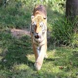 corumbau wikipedia Memory game Corumba