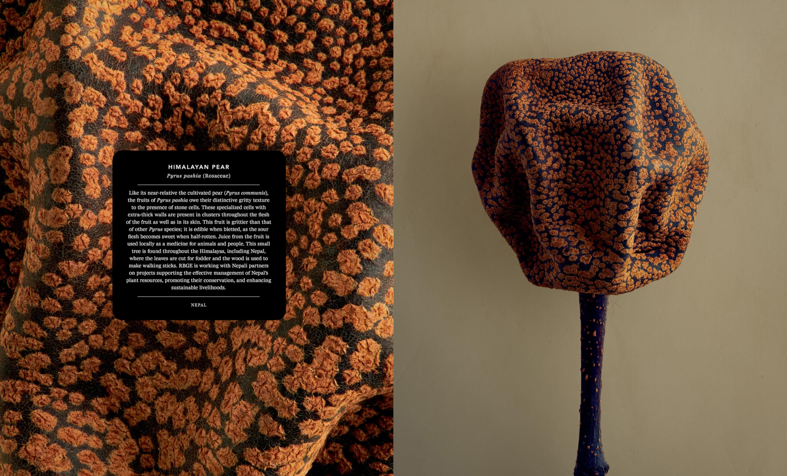 The Hidden Beauty of Seeds & Fruits: The Botanical Photography of Levon Biss