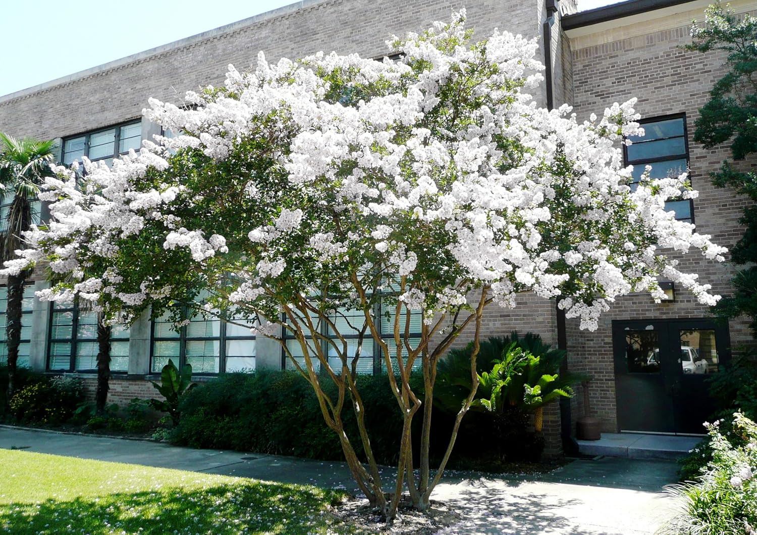 Crape Myrtle Natchez | 2 Extra Large Trade 3 Gallon Plants | Lagerstroemia Indica | Beautiful Low Maintenance White Blooming Flowering Tree