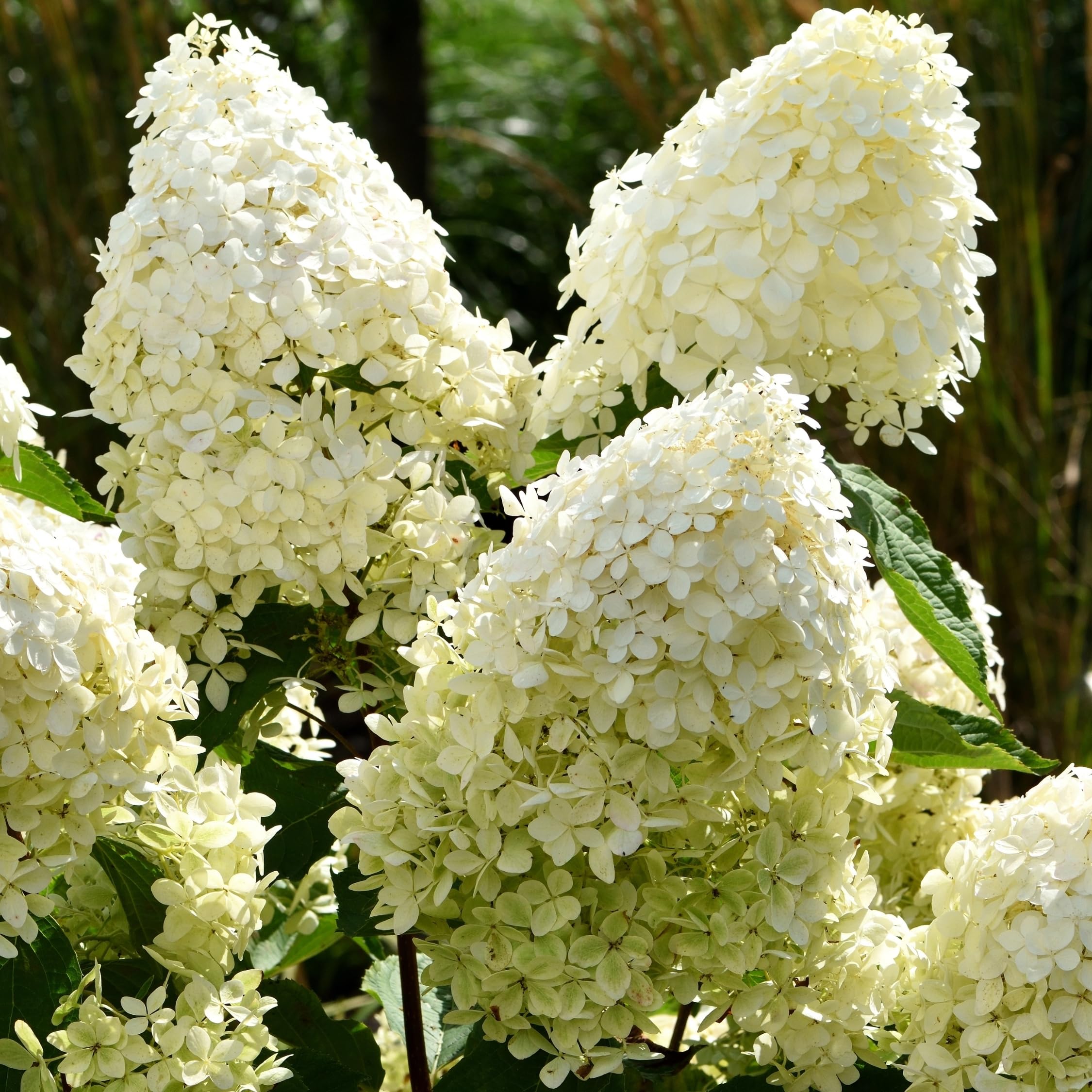 Plant in a Box - Hydrangea Paniculata 'Phantom' - Hortensia Plumada - set de 3 - Maceta 9cm - Altura 25-40cm