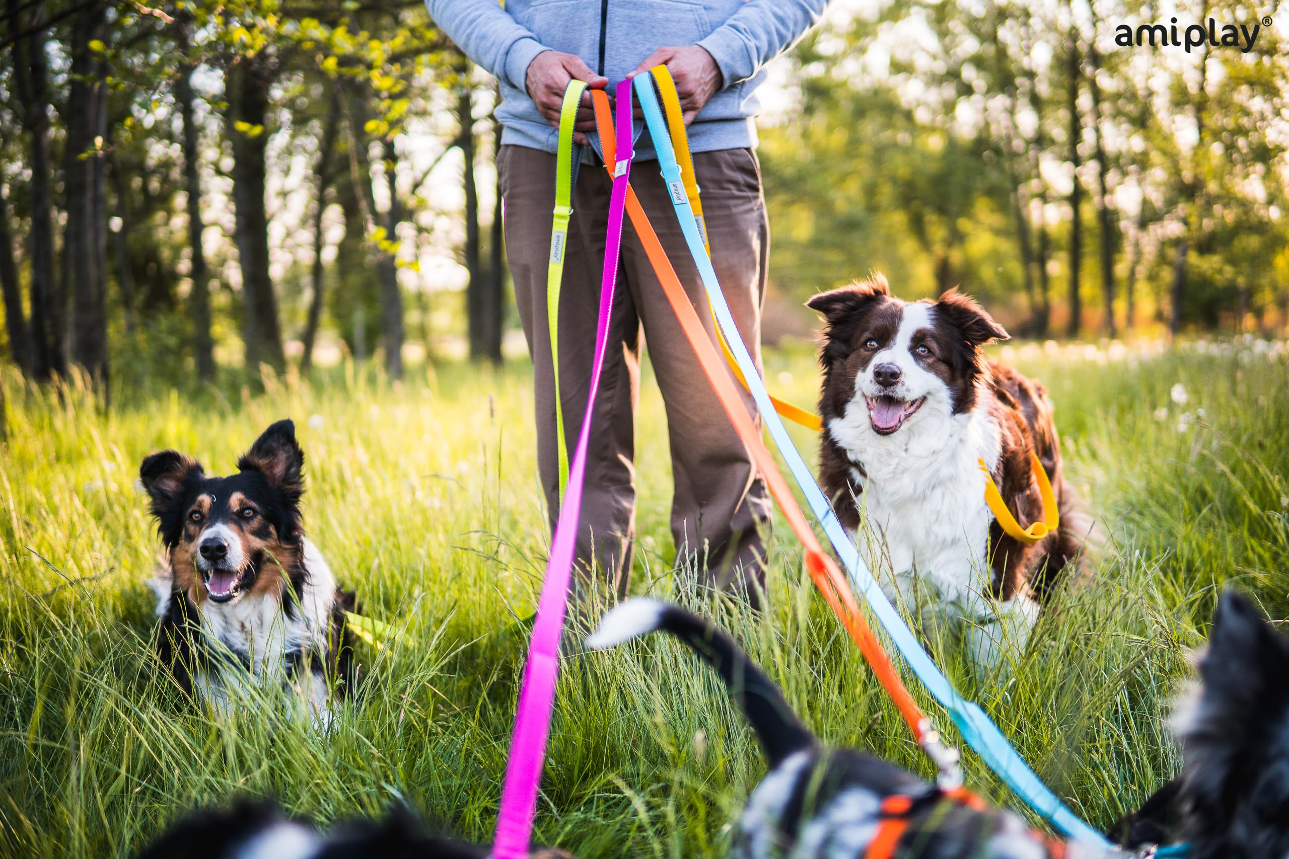 Amiplay Samba Hunde Schleppleine - Trainingsleine 10m - Ideal für Rückruf-Training und Kontrolle - Geeignet für kleine und große Hunde