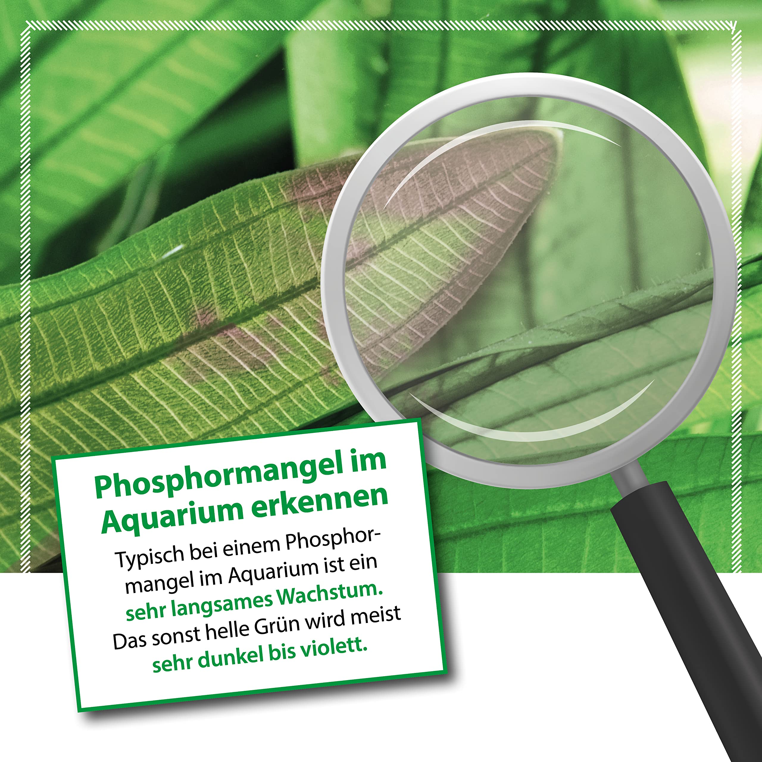 heilpflanze aloe Aloe Vera