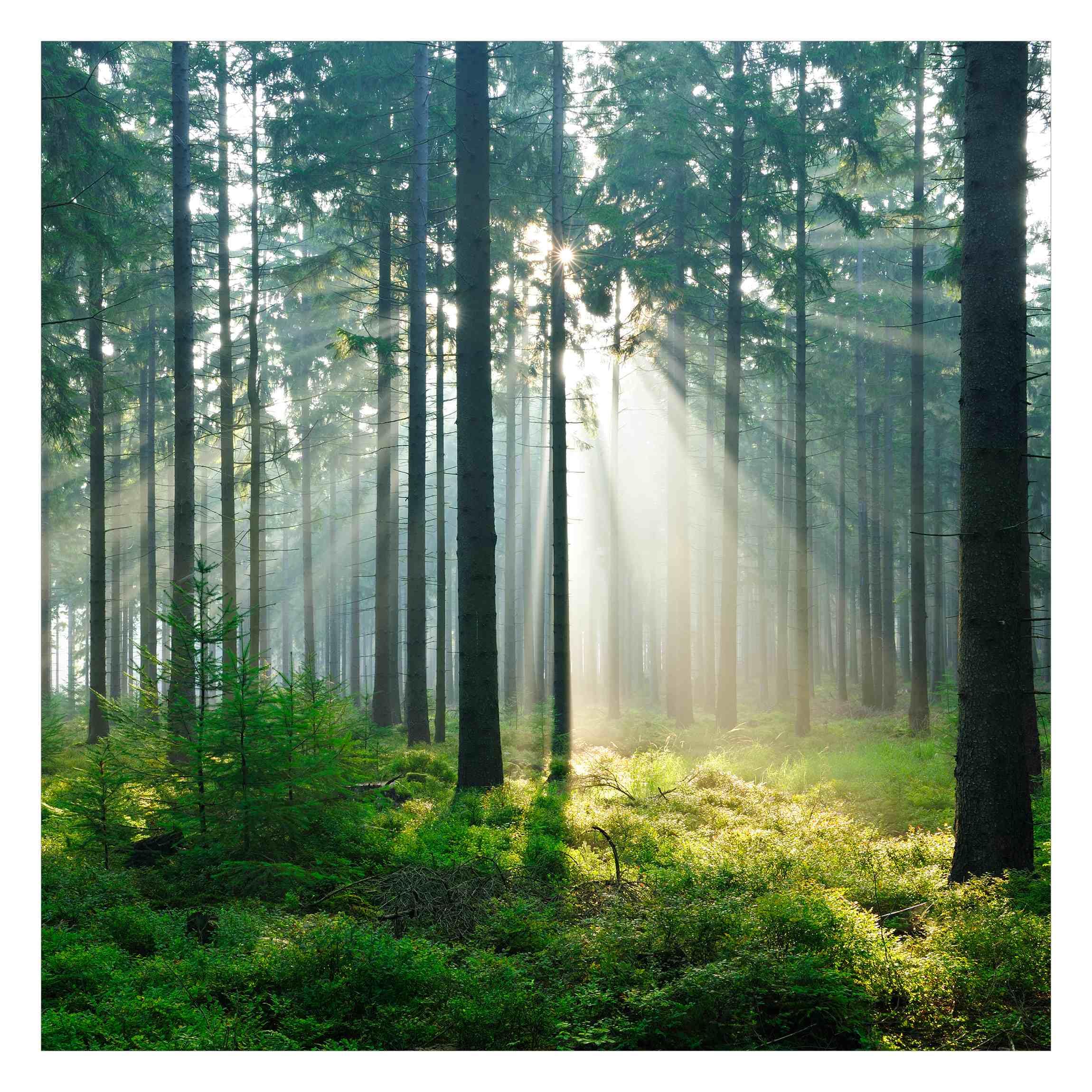 Papier peint panoramique vert forêt 336x336 tapisserie murale chambre adulte avec colle incluse