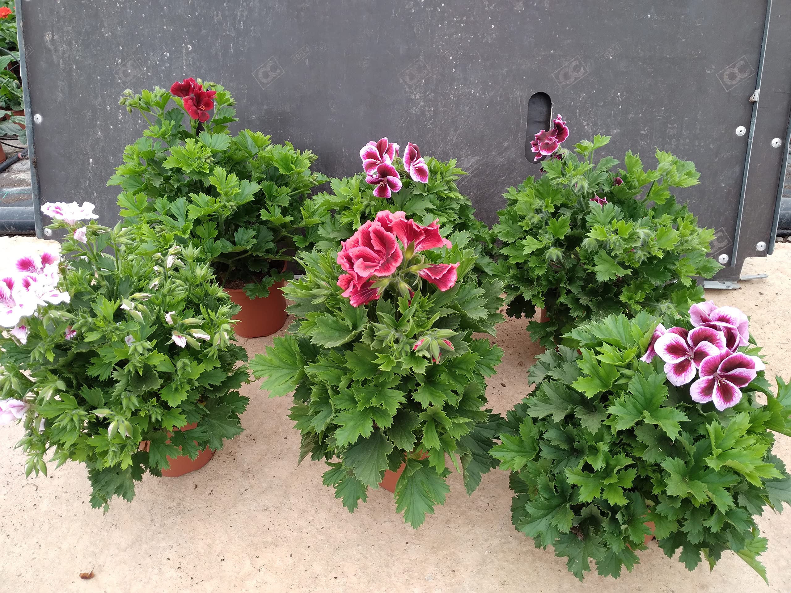 Geraneo Pack 6 Plantas Naturales para decorar balcones y patios soleados