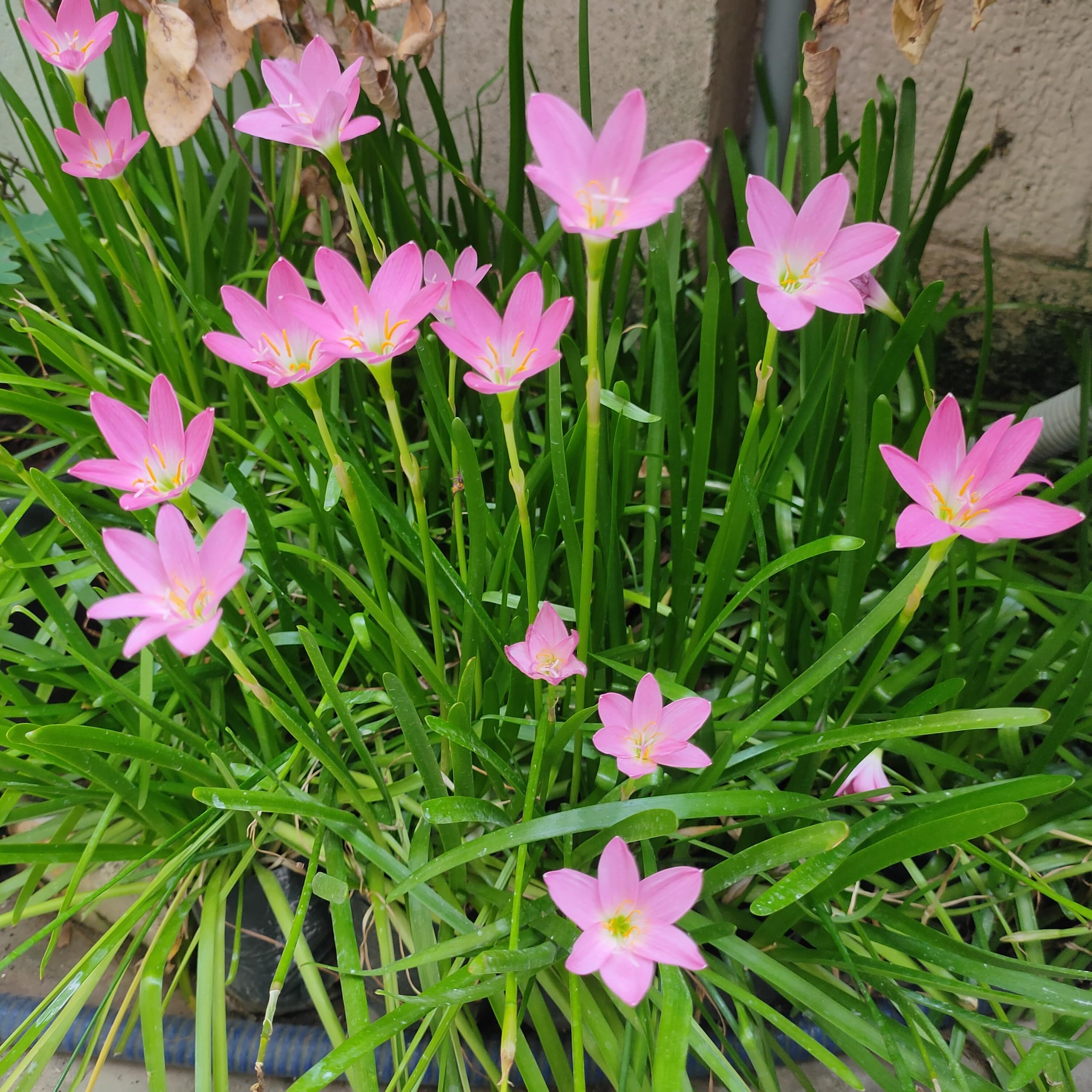 RAIN LILY FLOWER BULBS (10 IN ONE PACK) - PINK - GARDENGATE69 | DECOR FOR HOUSE-image-36