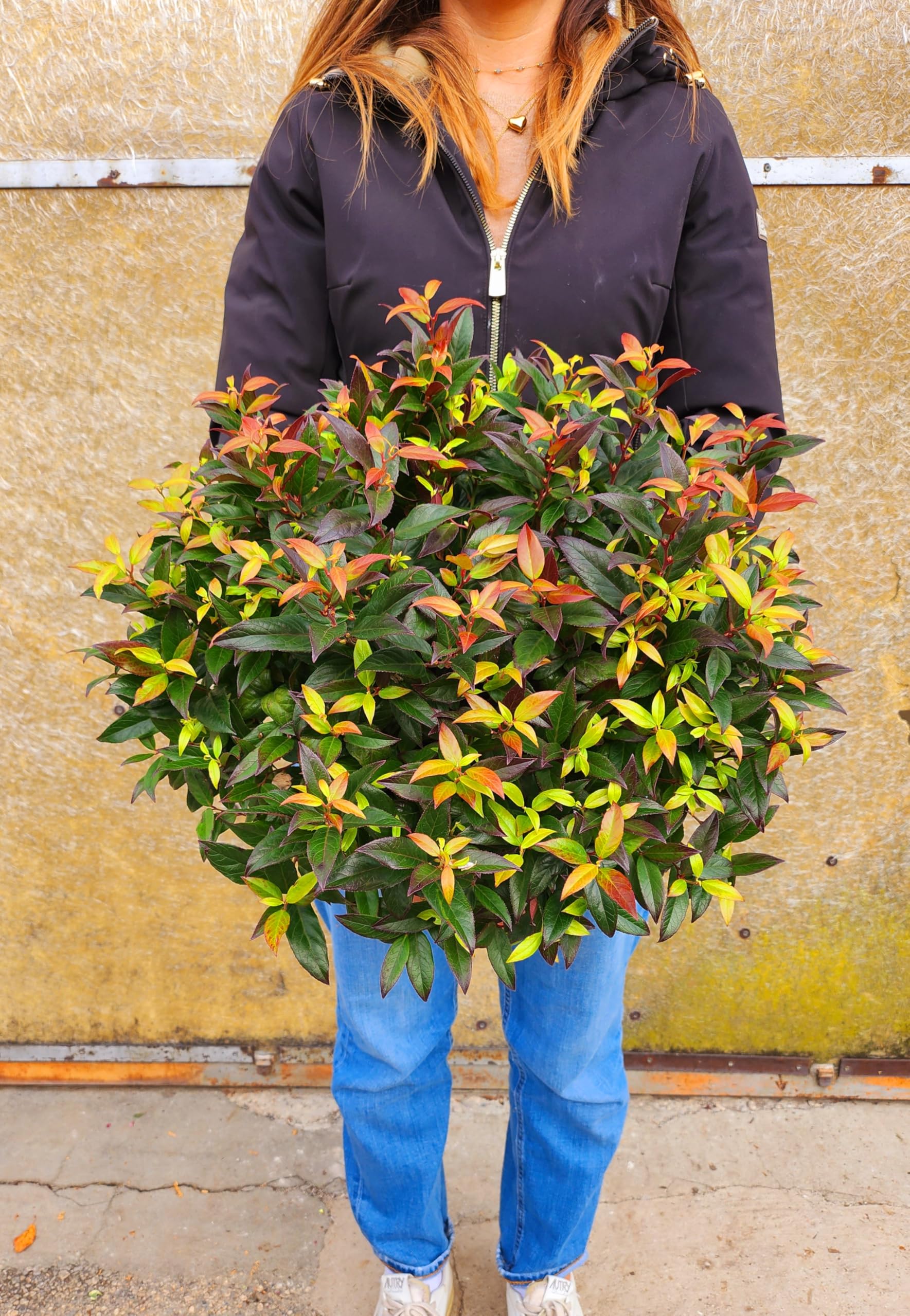 POWERS TO FLOWERS - LEUCOTHOE ZEBLID, LEUCOTHOE RED CESPUGLIO, VASO 22cm, pianta vera