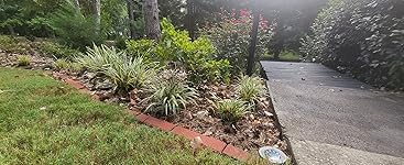 Review Image by Tess Tess