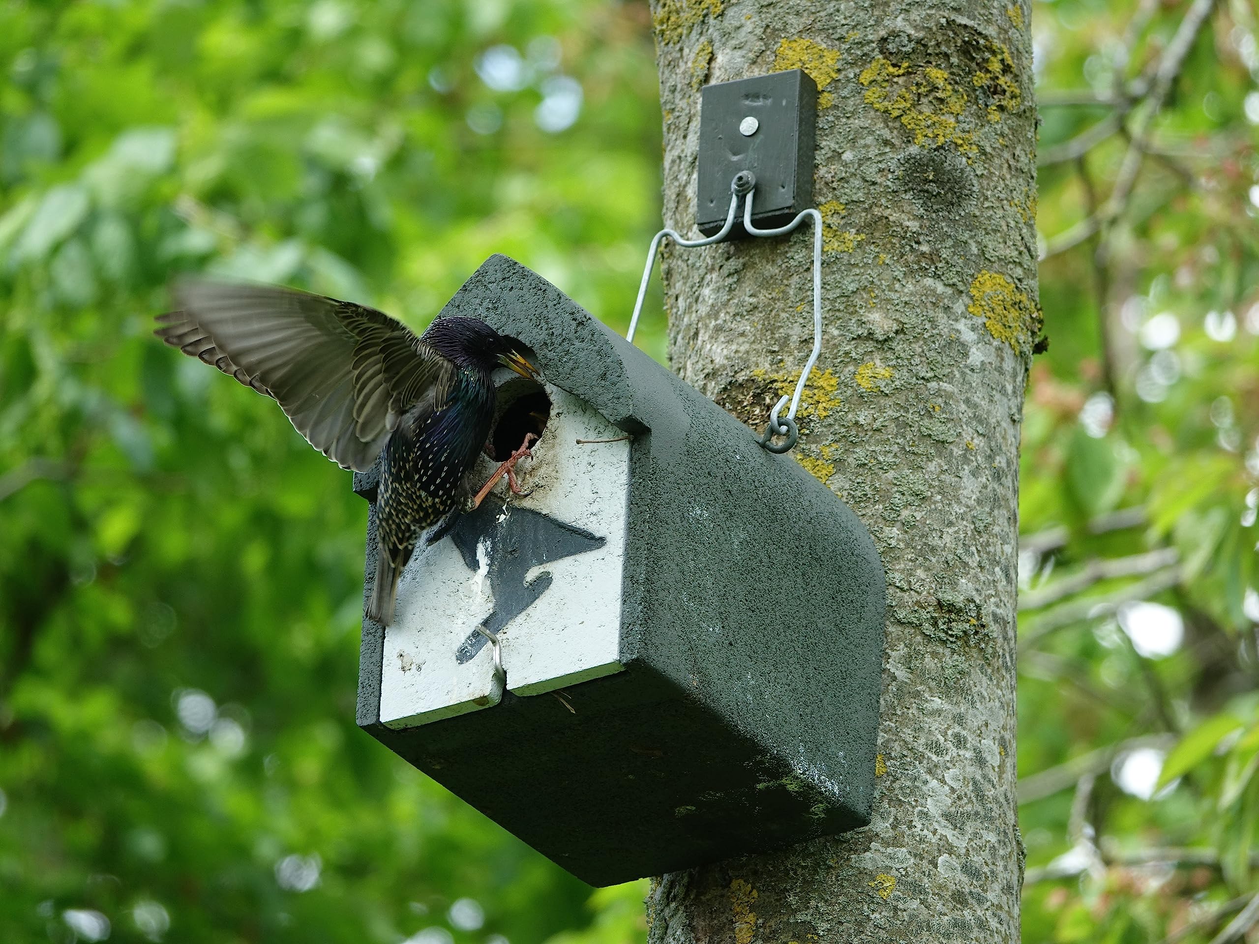 Nistkasten Holzbeton für Stare, Gartenrotschwänze & Mittelspecht | Brutkasten für Vögel Wetterfest | Vogelhäuser für draußen | Nisthaus für Vögel Draussen | Vogelhaus Specht