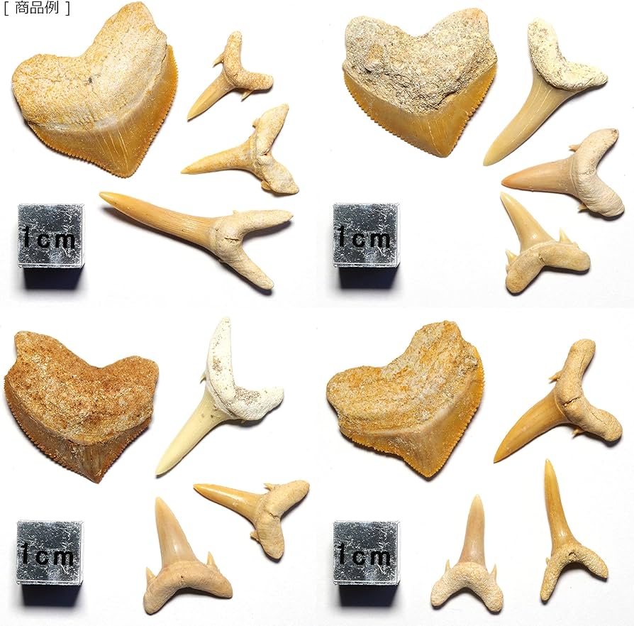 Amazon | 【N2 stone Natural】天然化石 絶滅した古代種の鮫歯