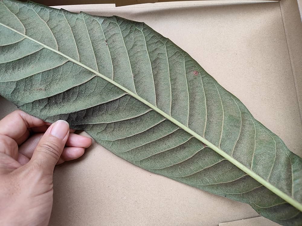 【中古】 ビワ葉温灸のすべて 新枇杷葉温灸法/澪標/下平正文 中古】 ビワ葉温灸のすべて 新枇杷葉温灸法/澪標/下平正文 ビワ葉