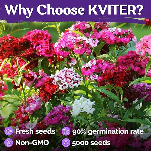 Miniatura 5 de KVITER 5000 semillas mix de Clavel del poeta para plantar (Dianthus barbatus)  Semilla orgánica y de herencia, flores con aroma a clavo, tolerantes