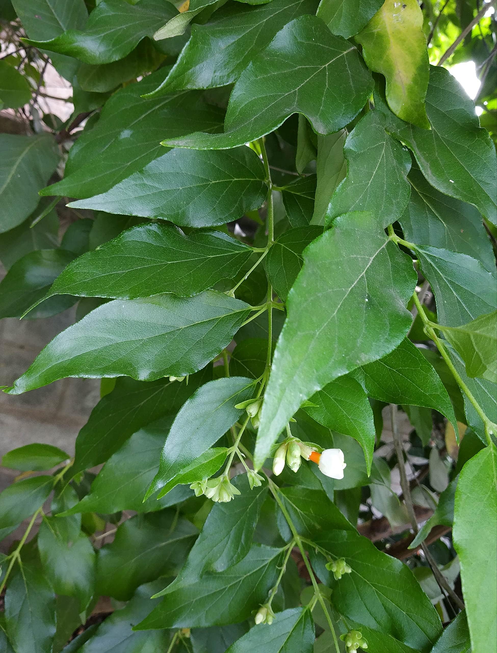 Nyctanthes Arbor-Tristis Leaves/Pavala Malli Ilaigal/Night Flowering Jasmine Leaves/Flower Of West Bengal Leaves/Harshringar Parijatak Fresh Leaves 21 Nos
