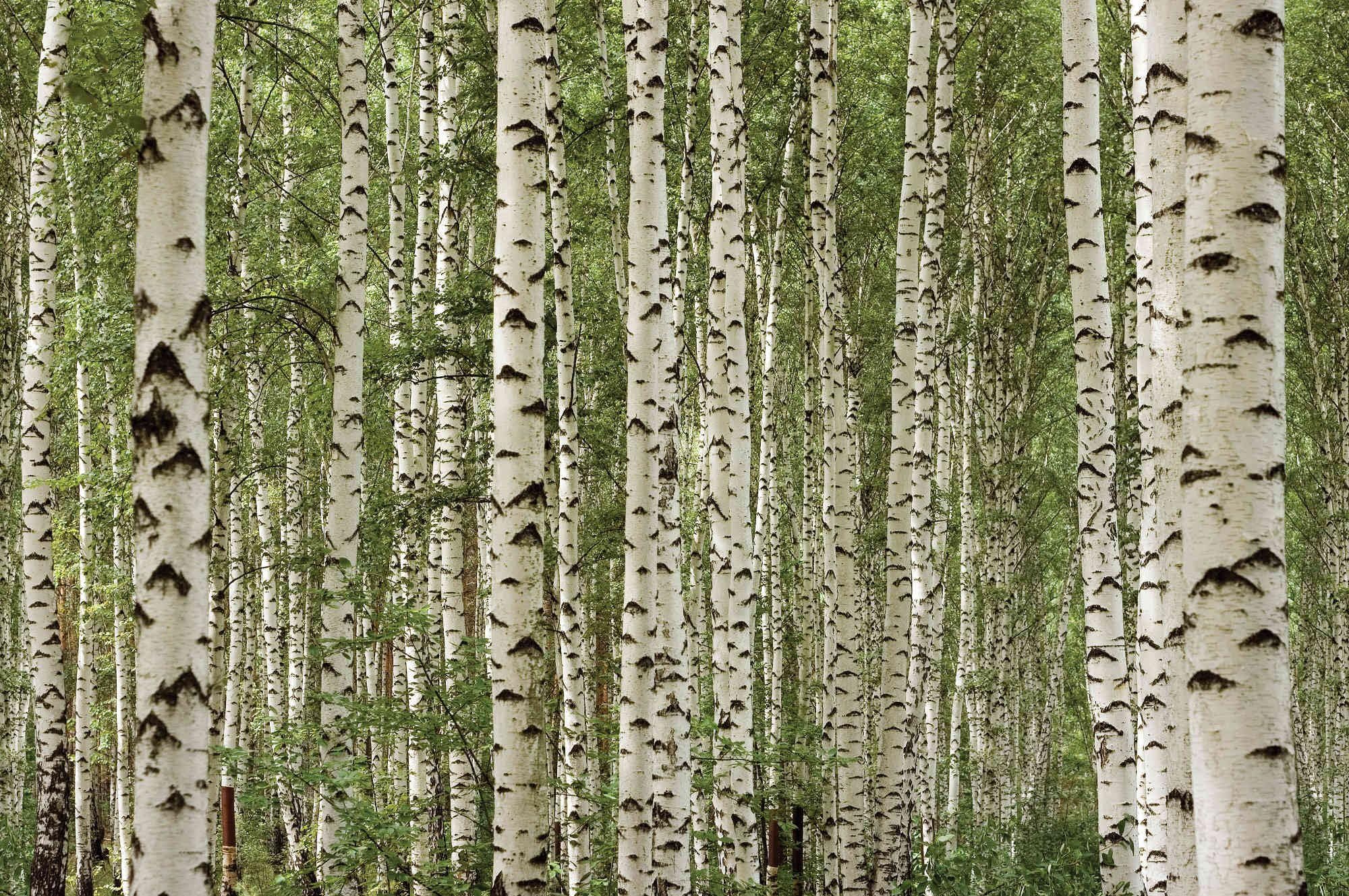 13.5-Feet wide by 9-Feet high. Prepasted wallpaper best quality mural from a high resolution photo of: Birch Tree Forest. Easy to hang remove and reuse (hang again) If U do as in our video.